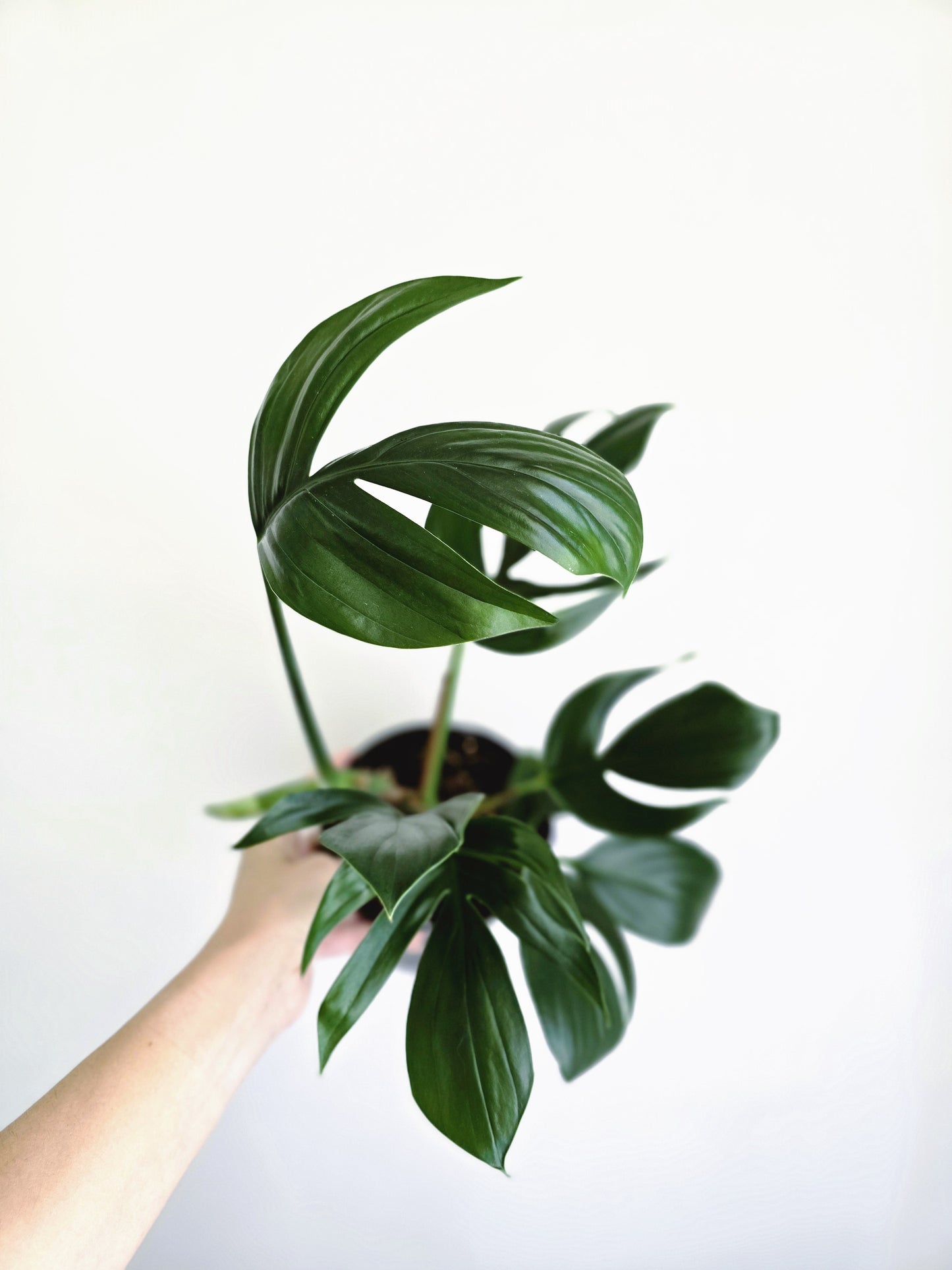 Rhaphidophora Decursiva 'Dragon Tail' - 140mm