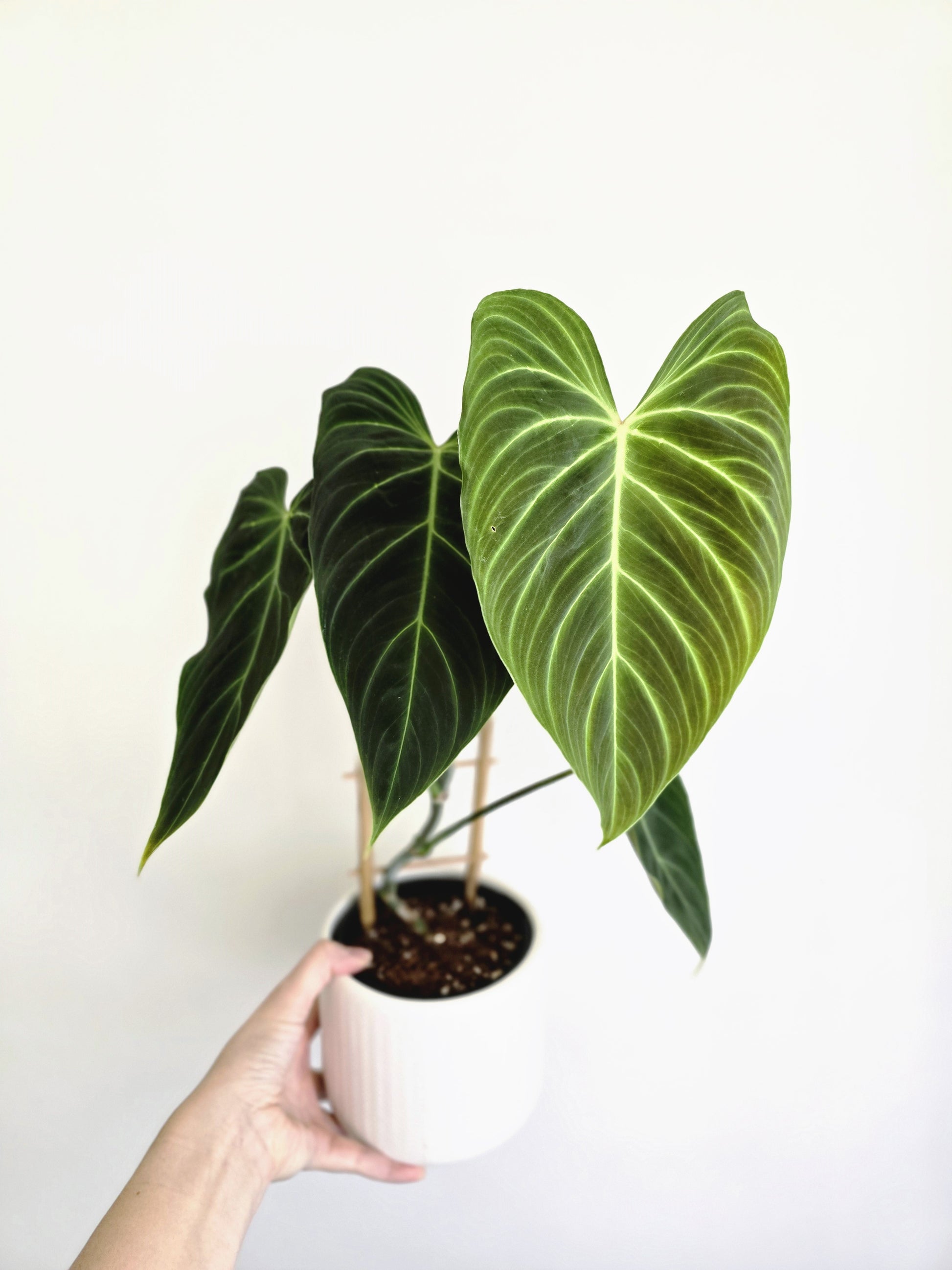ladder philodendron Philodendron 'Splendid' Ladder – Ivy Jungle