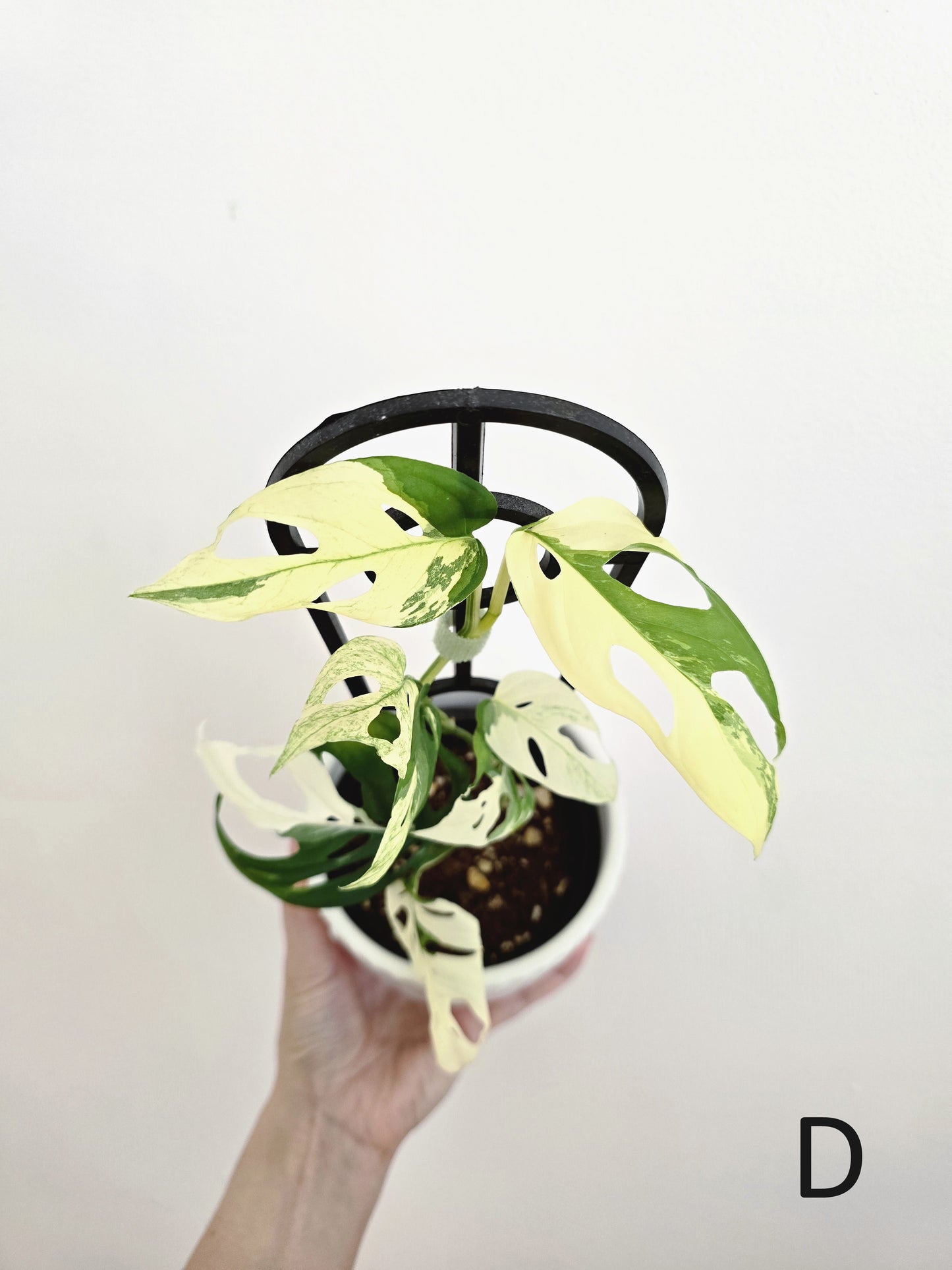 Monstera Adansonii 'Variegated' Ladder - 100mm