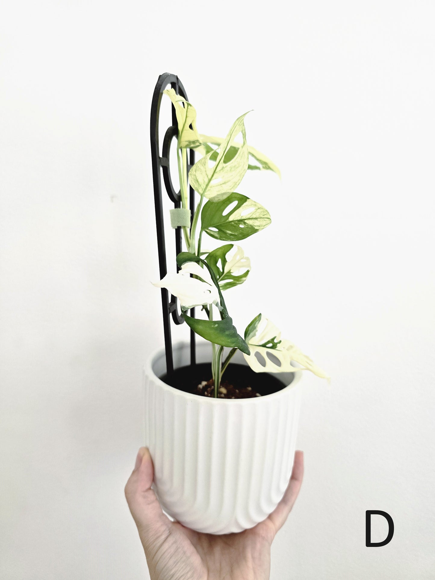 Monstera Adansonii 'Variegated' Ladder - 100mm