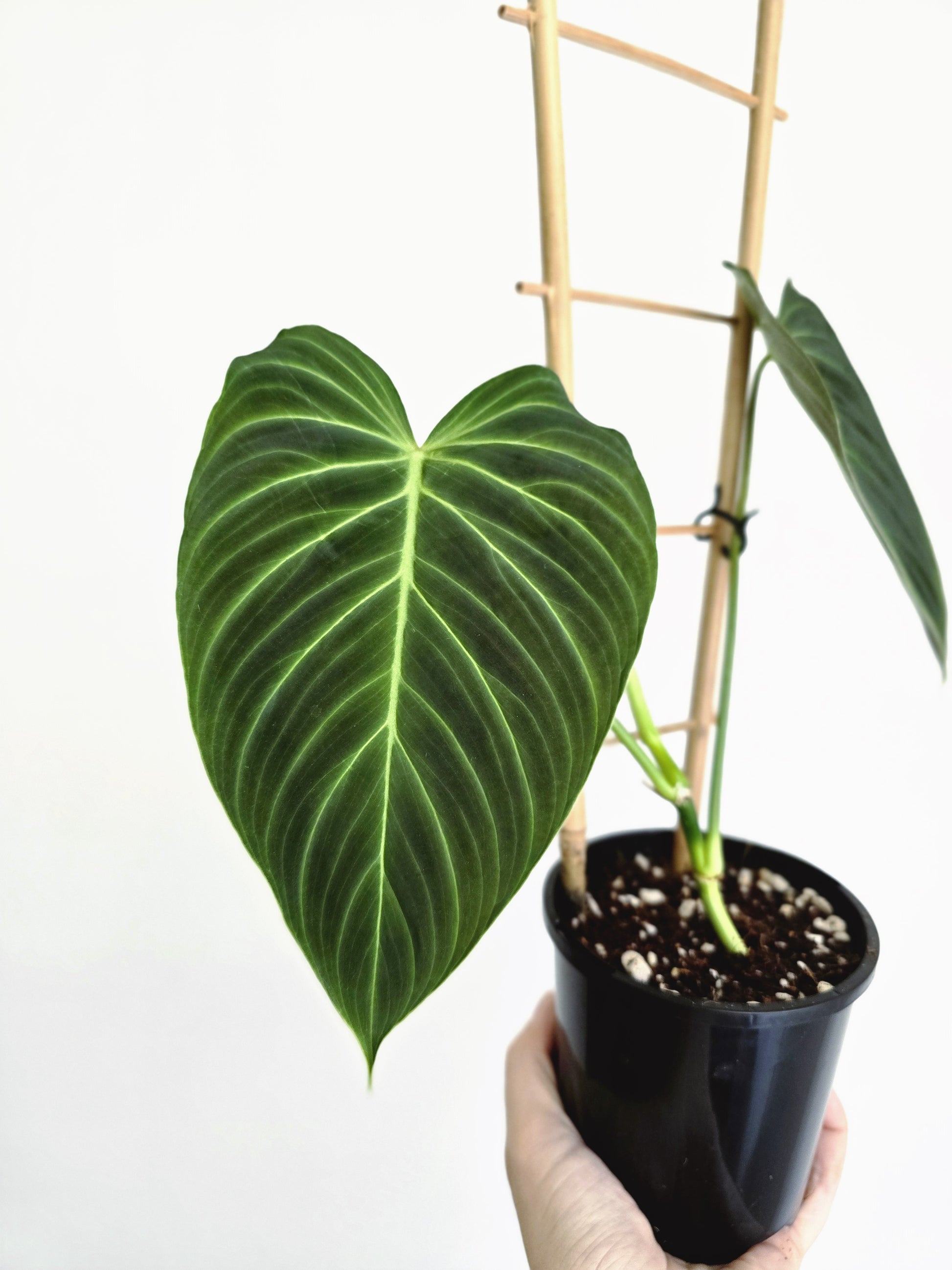ladder philodendron Philodendron 'Splendid' Ladder – Ivy Jungle