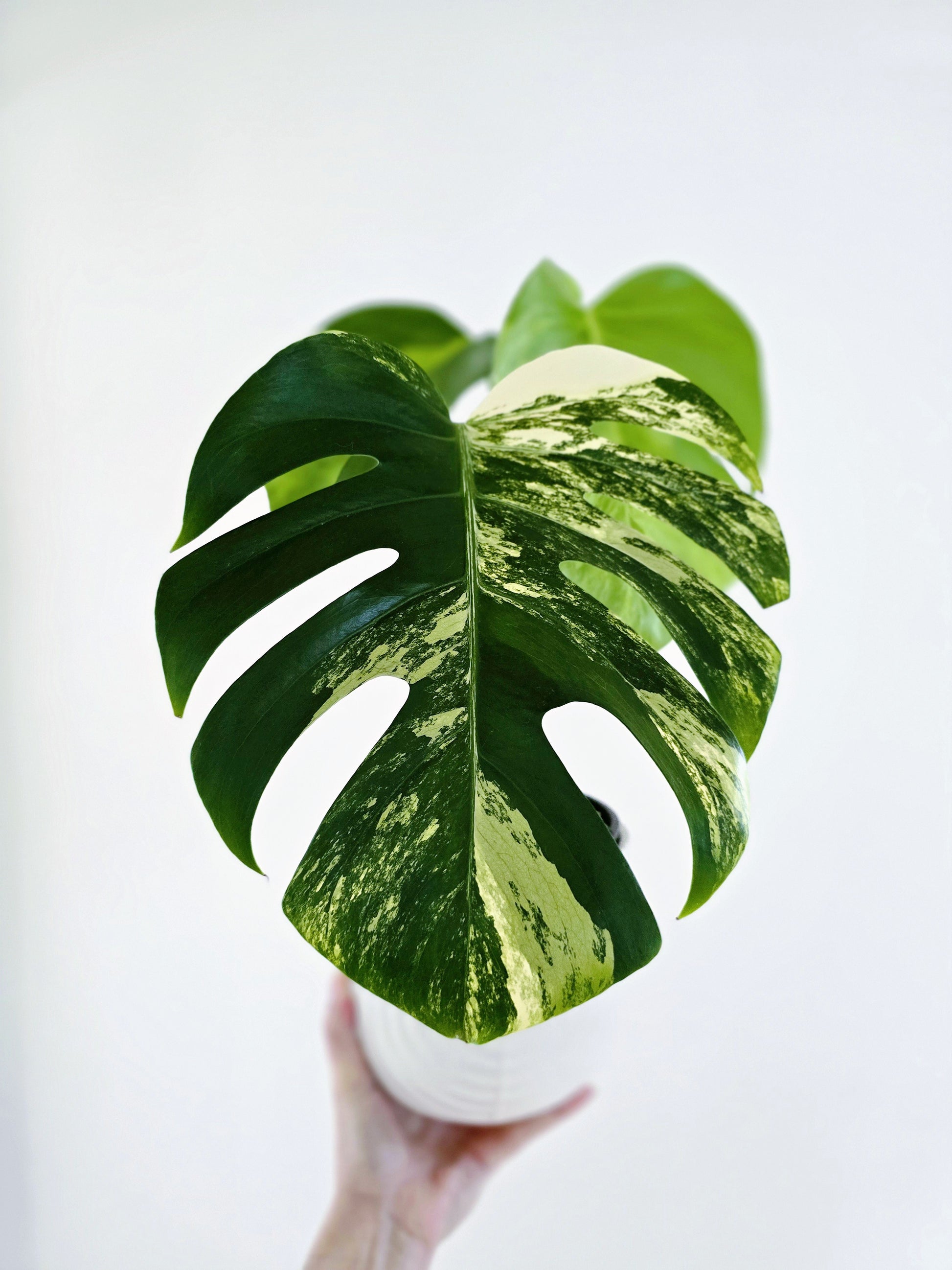 monstera deliciosa hex color Monstera Deliciosa Borsigiana 'Aurea'