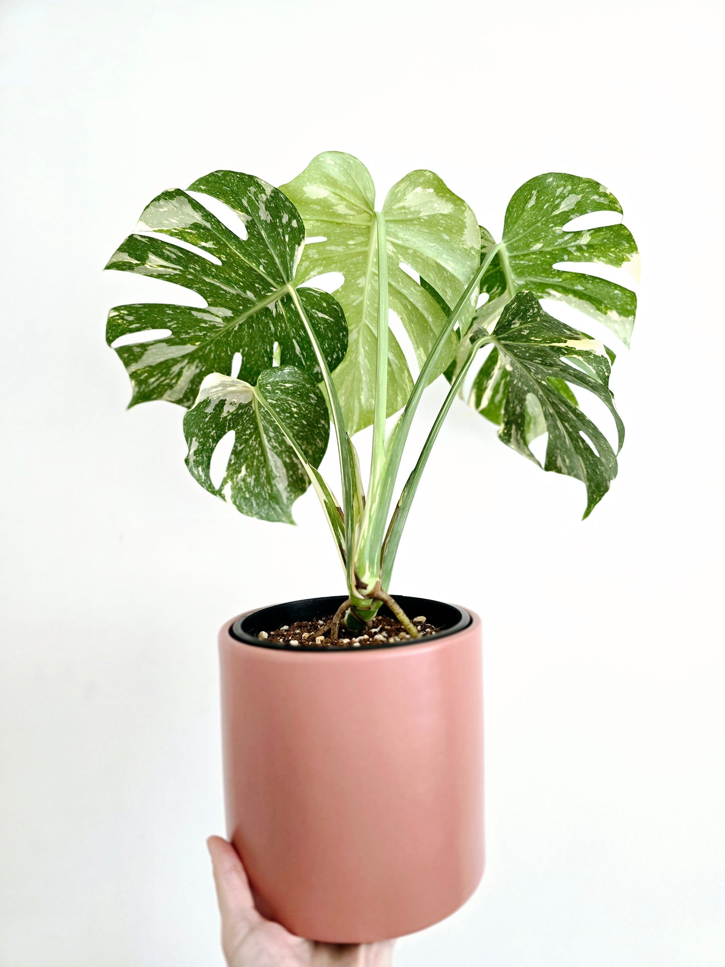 Monstera 'Thai Constellation' - 150mm