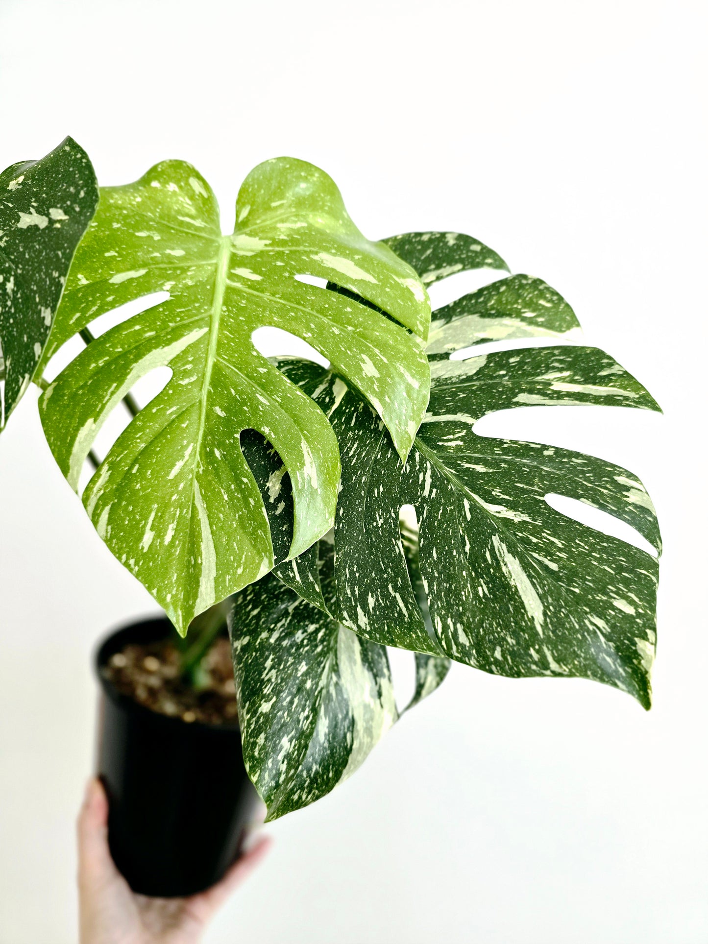 Monstera 'Thai Constellation' - 150mm