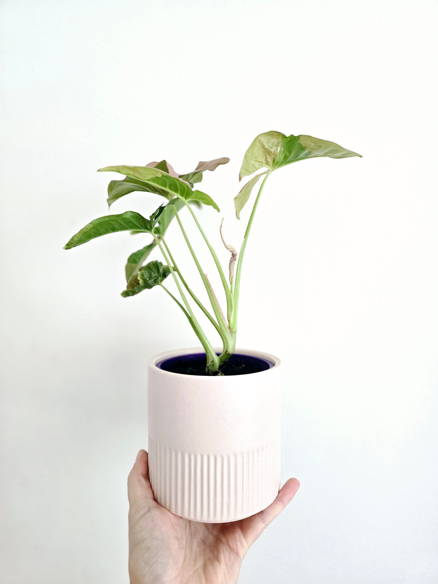 Syngonium Podophyllum 'Pink Lava' - 100mm