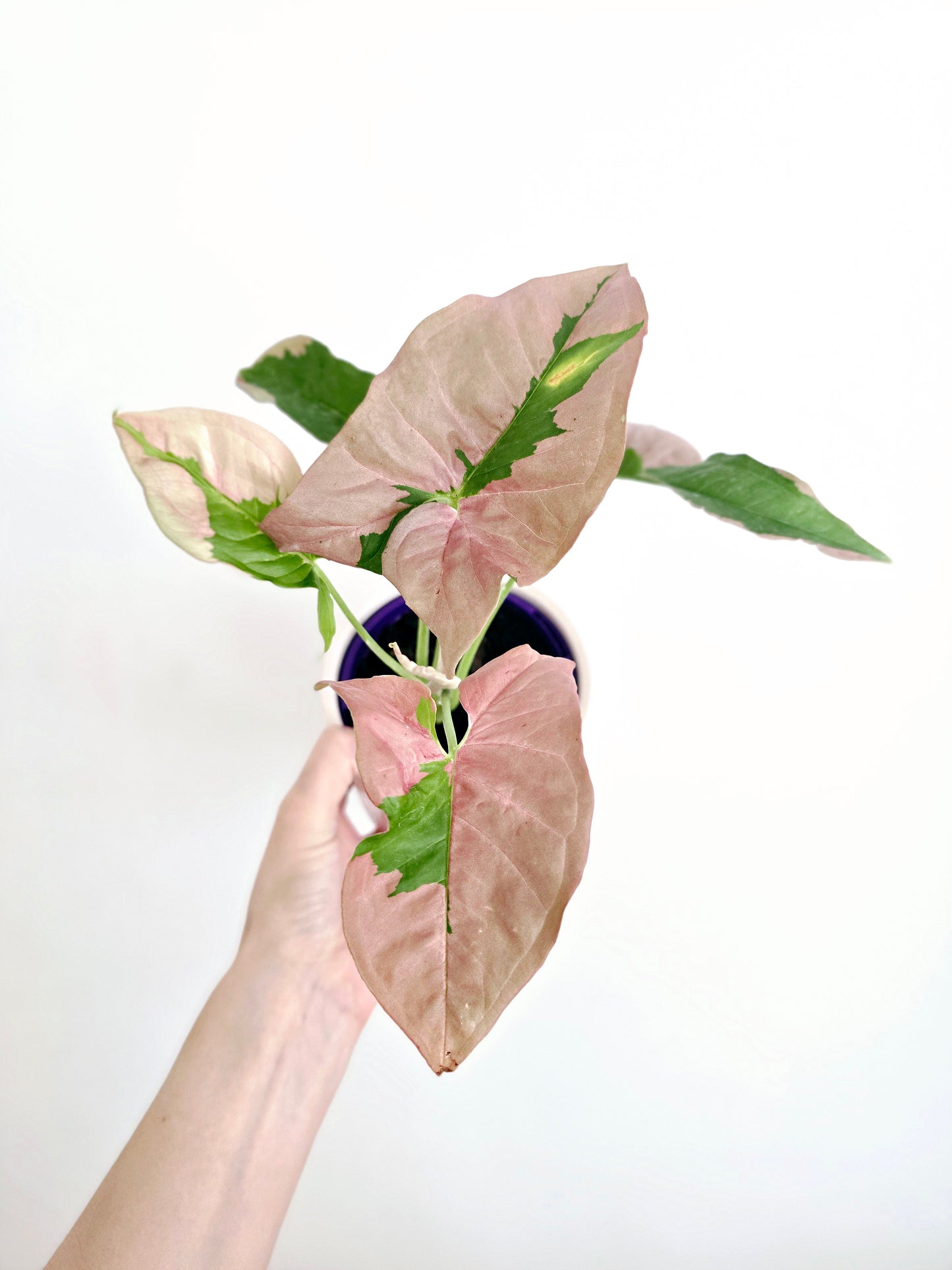 Syngonium Podophyllum 'Pink Lava' - 100mm