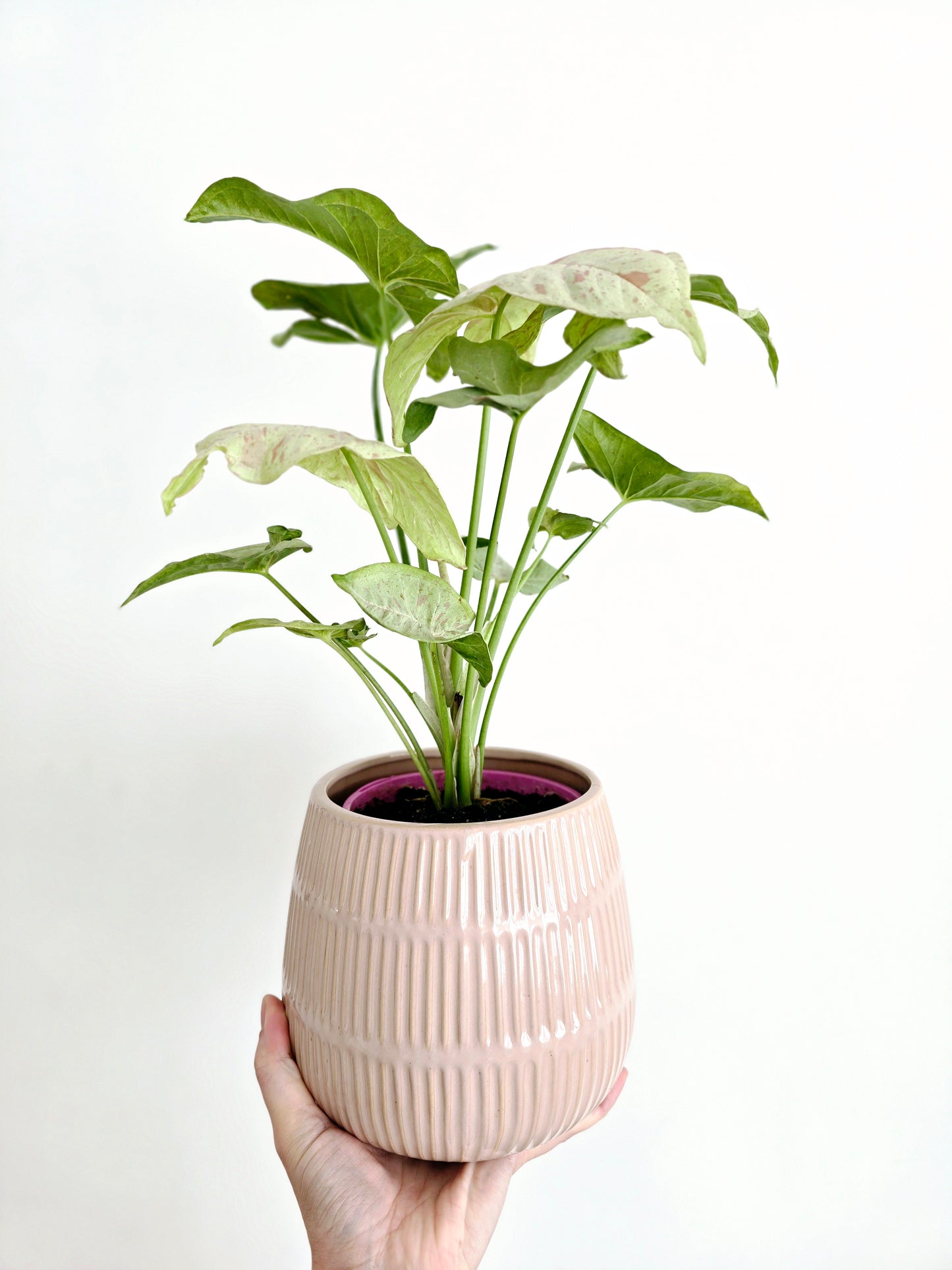 Syngonium Podophyllum 'Confetti' - 125mm