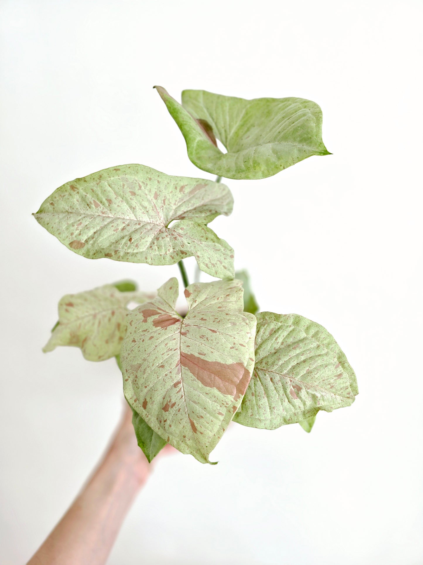Syngonium Podophyllum 'Confetti' - 125mm