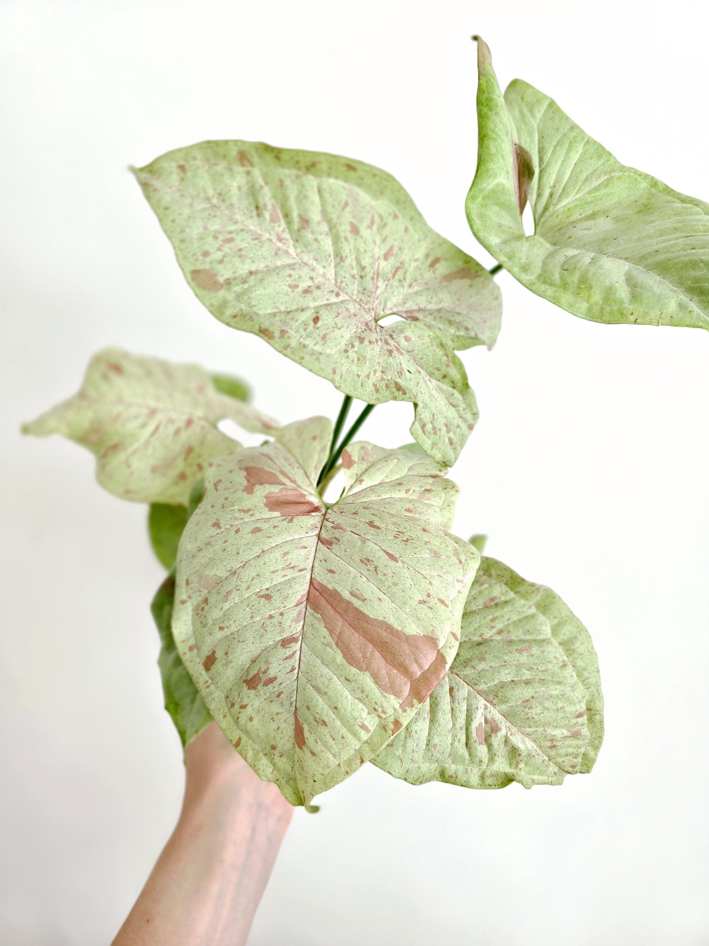 Syngonium Podophyllum 'Confetti' - 125mm