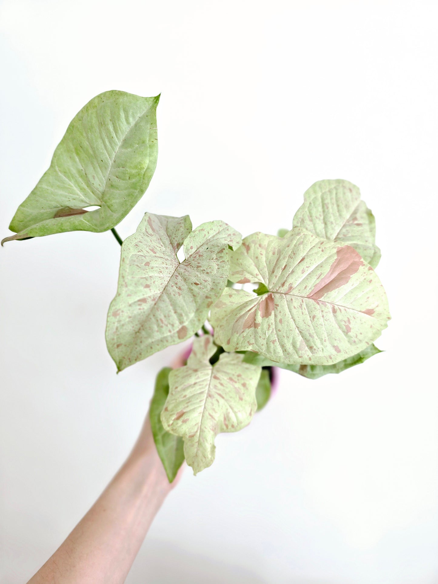 Syngonium Podophyllum 'Confetti' - 125mm