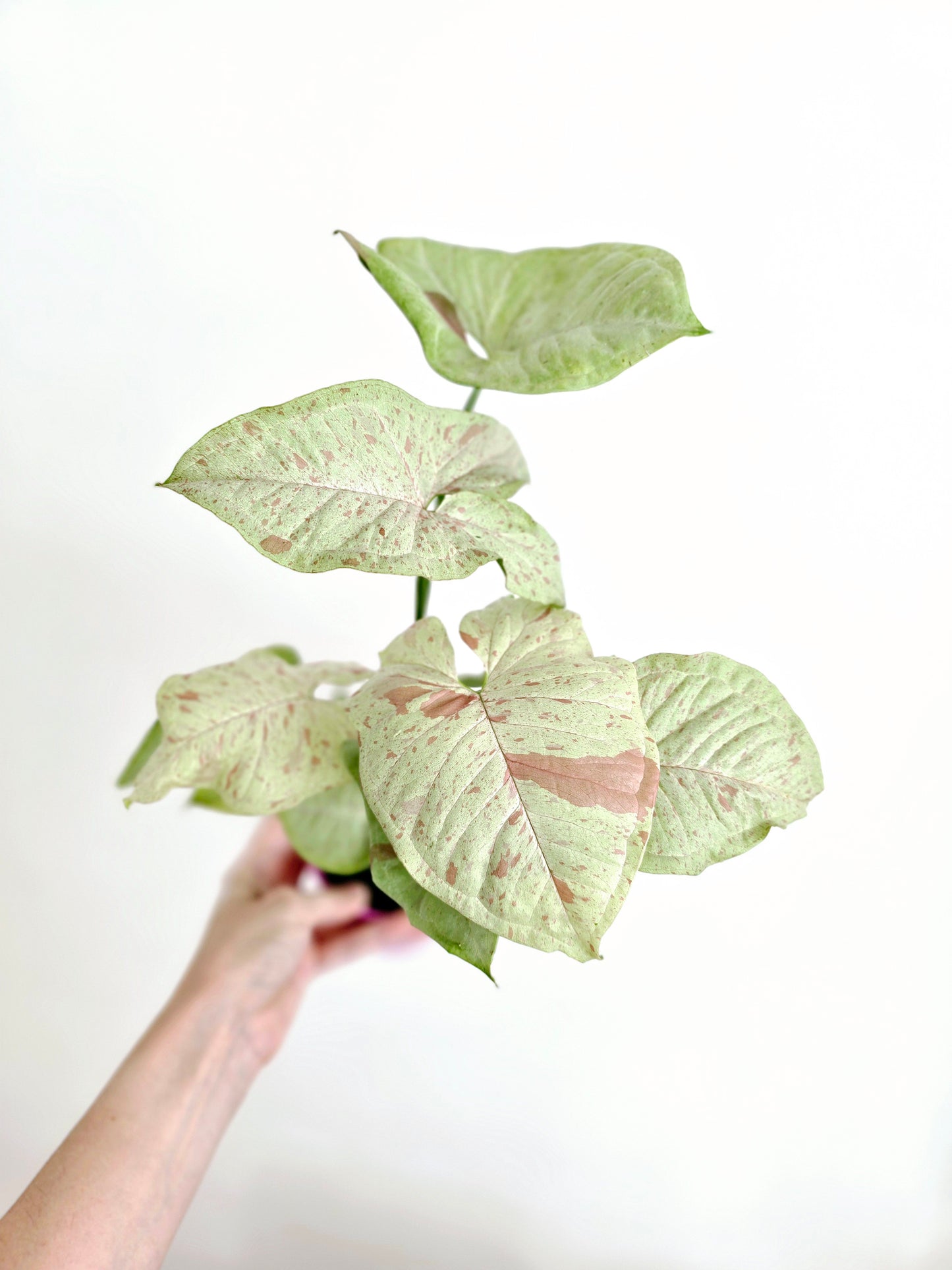 Syngonium Podophyllum 'Confetti' - 125mm