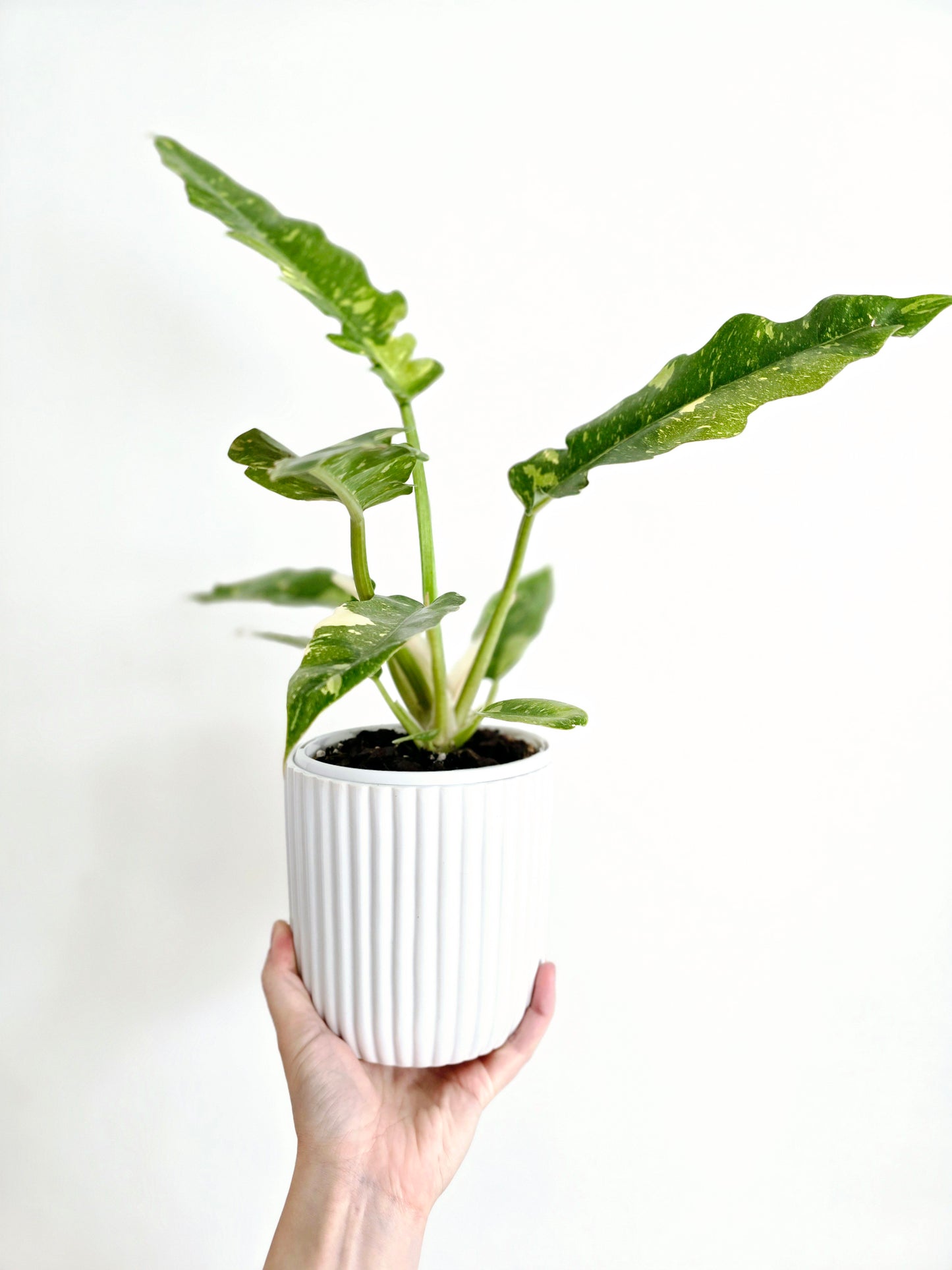 Philodendron 'Ring of Fire' - 130mm