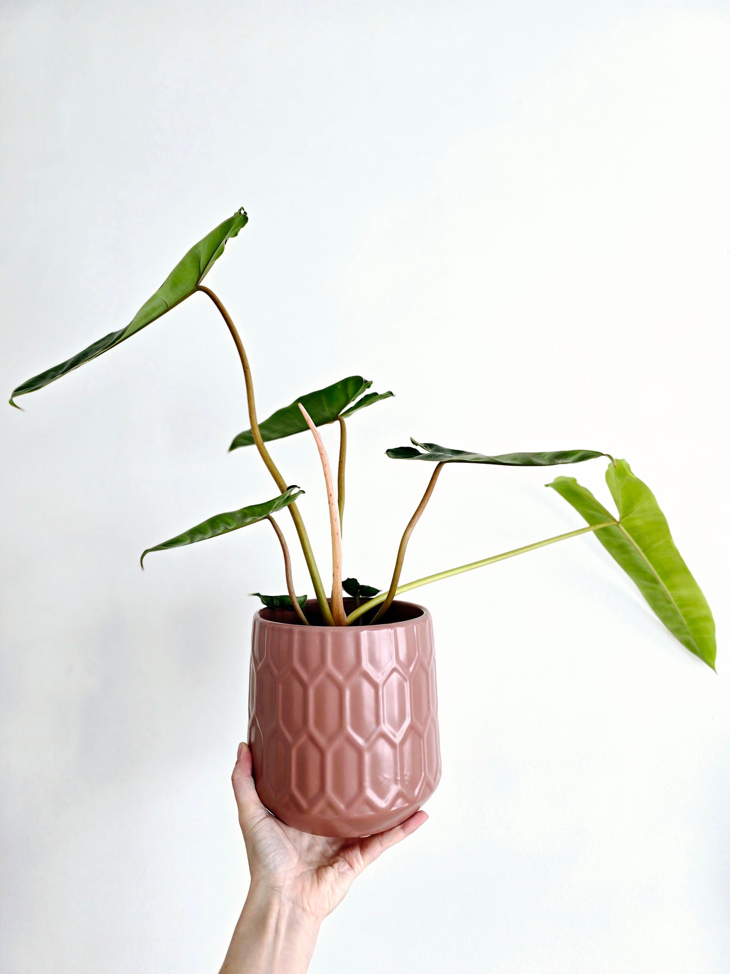 Philodendron 'Billietiae' - 140mm