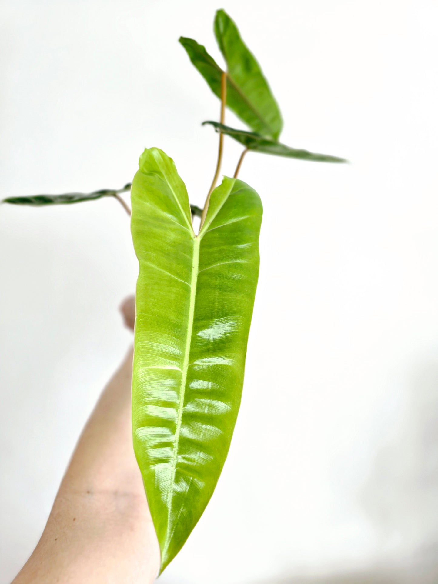 Philodendron 'Billietiae' - 140mm