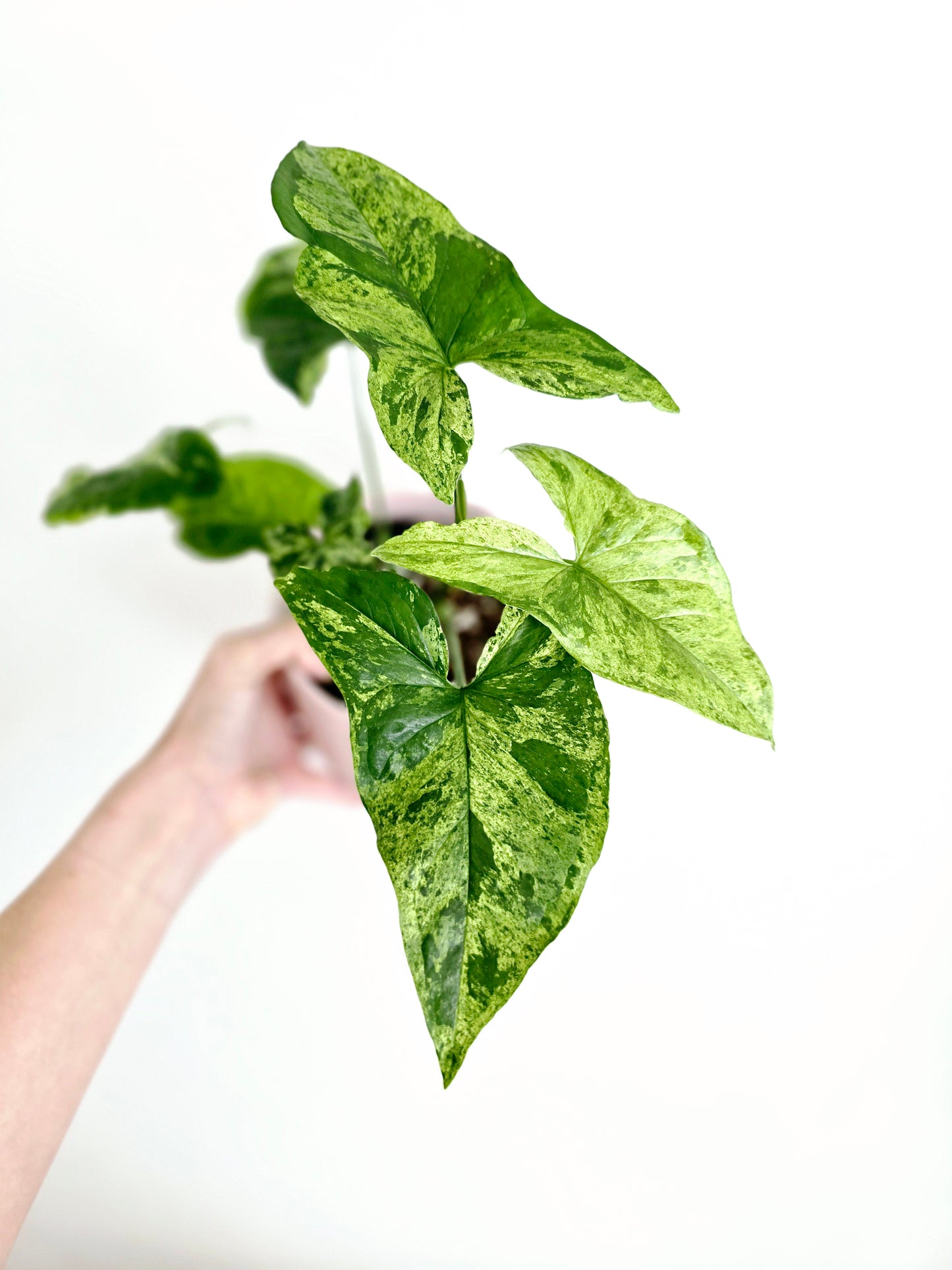 Syngonium Podophyllum 'Mojito' - 118mm