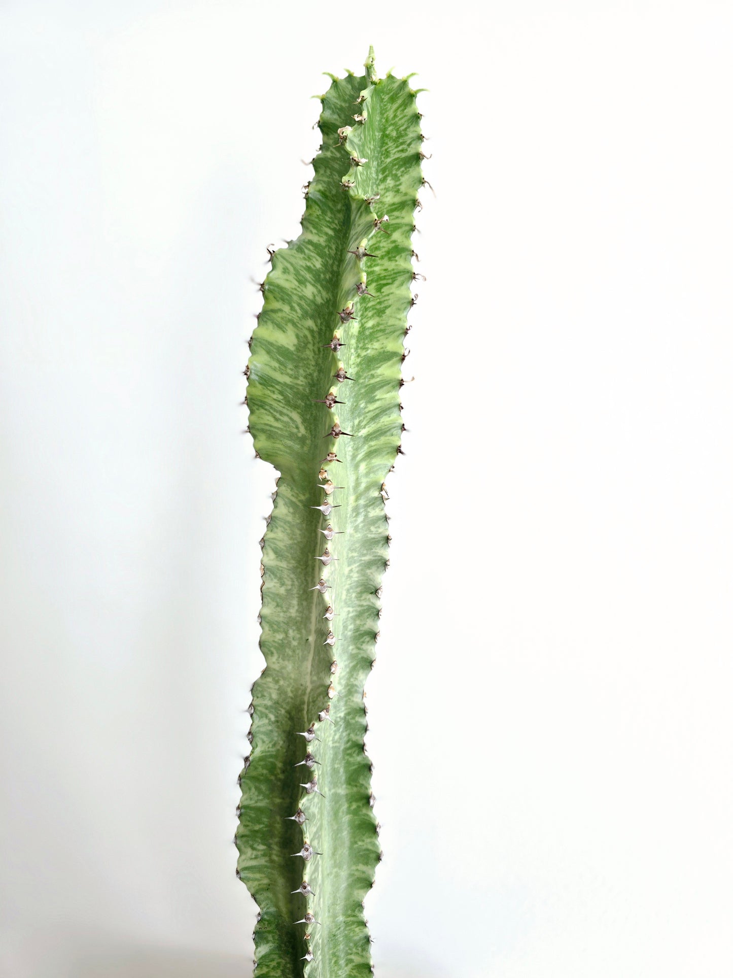 Euphorbia 'Ammak' - 180mm