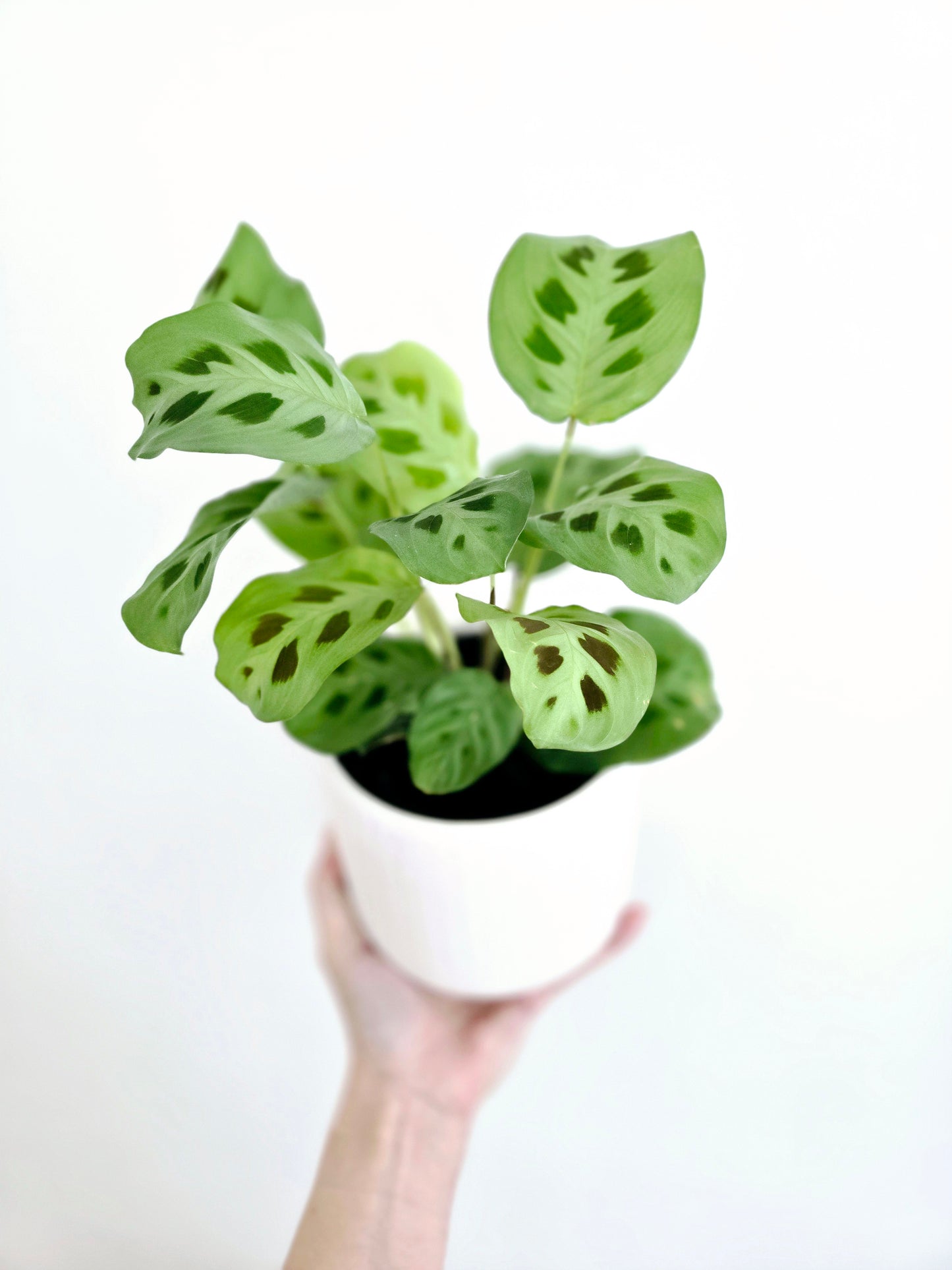 Maranta Leuconeura 'Green' - 118mm