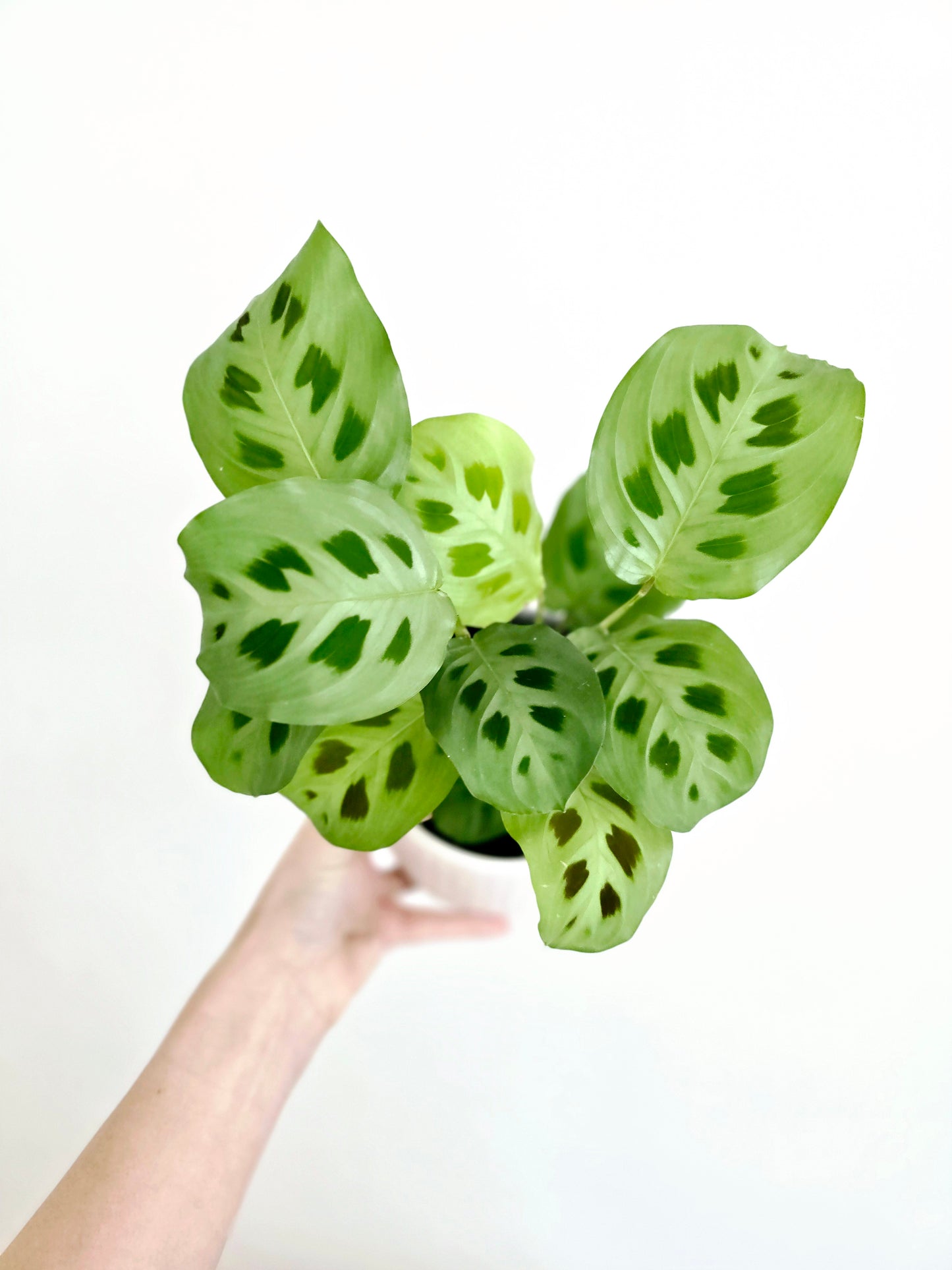 Maranta Leuconeura 'Green' - 118mm