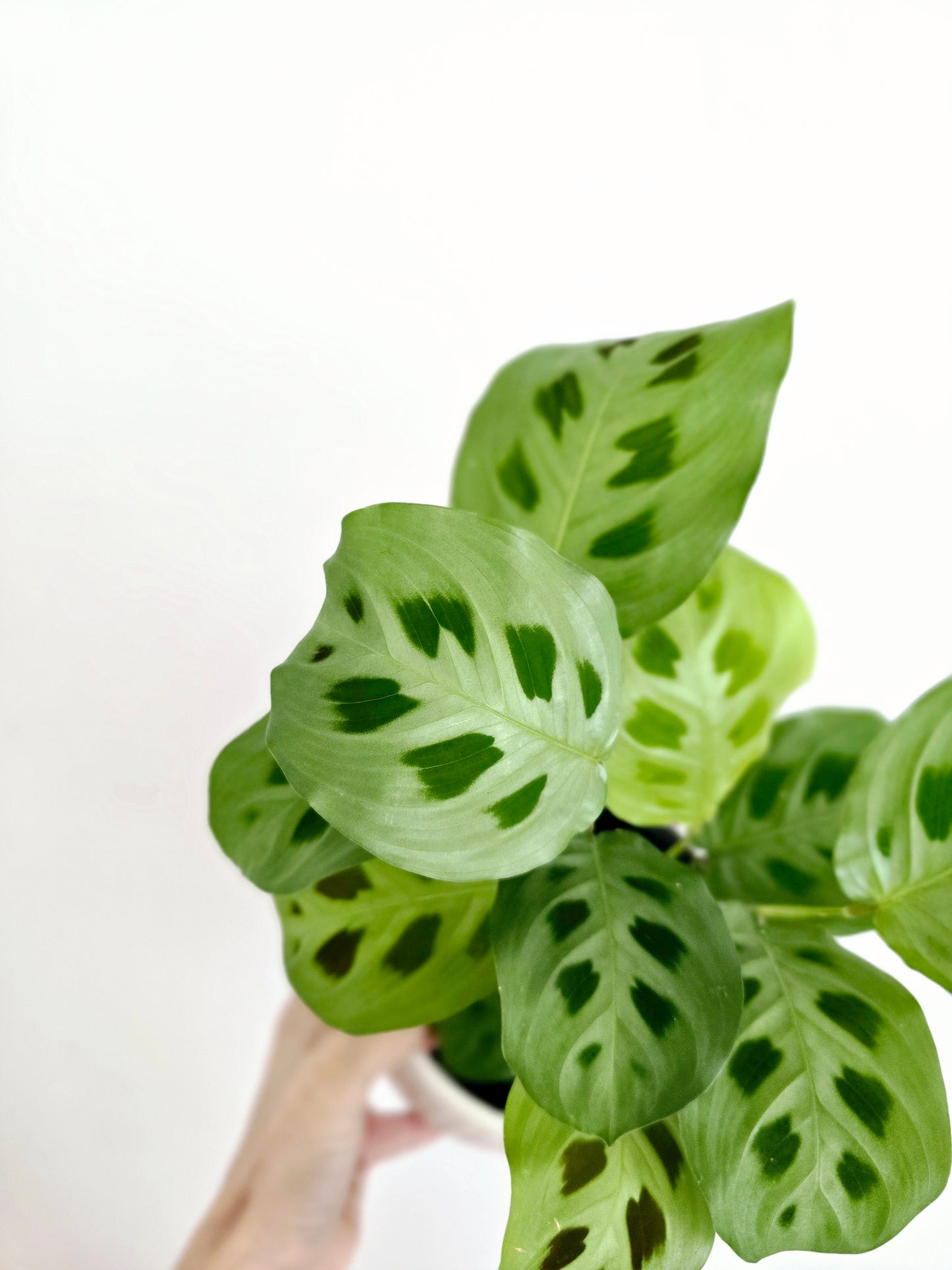 Maranta Leuconeura 'Green' - 118mm
