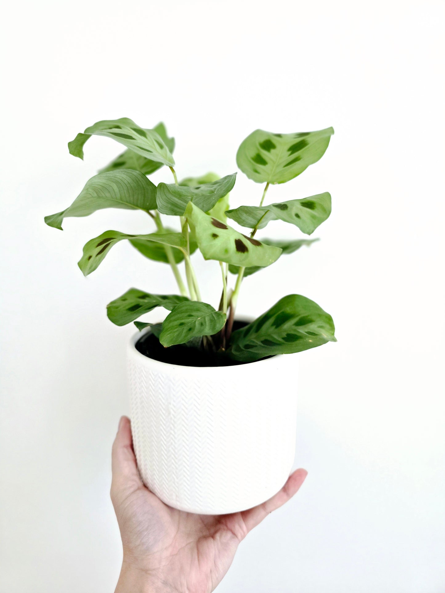 Maranta Leuconeura 'Green' - 118mm