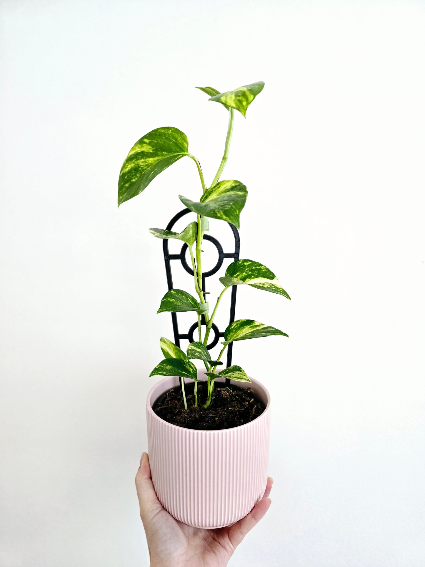 Epipremnum Aureum 'Devils Ivy' Ladder - 118mm