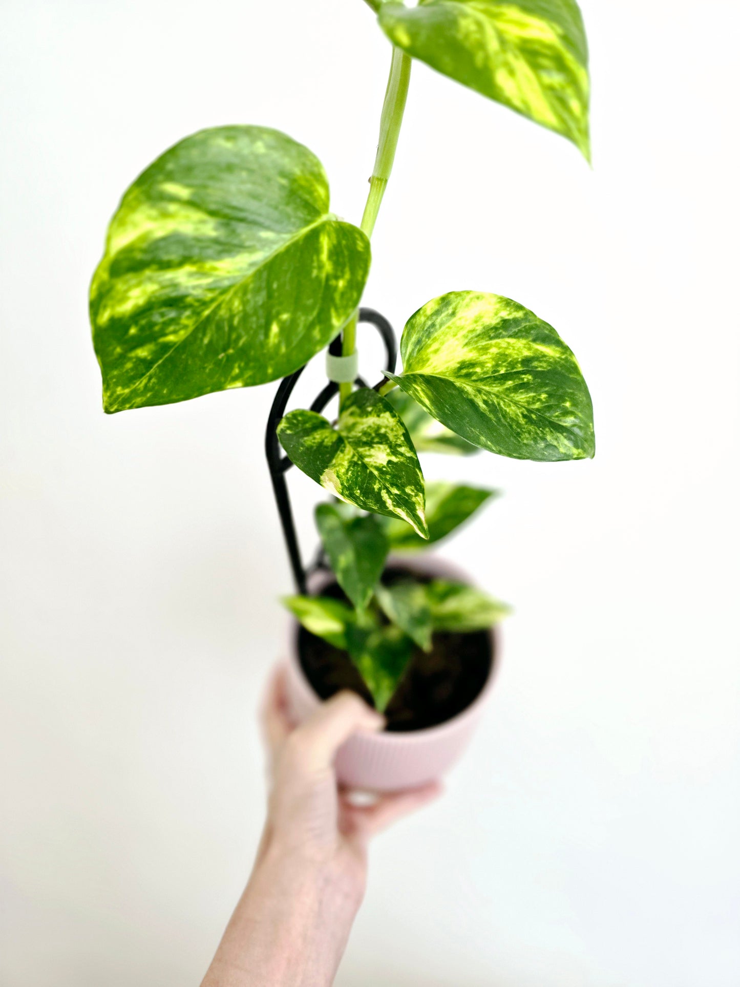 Epipremnum Aureum 'Devils Ivy' Ladder - 118mm