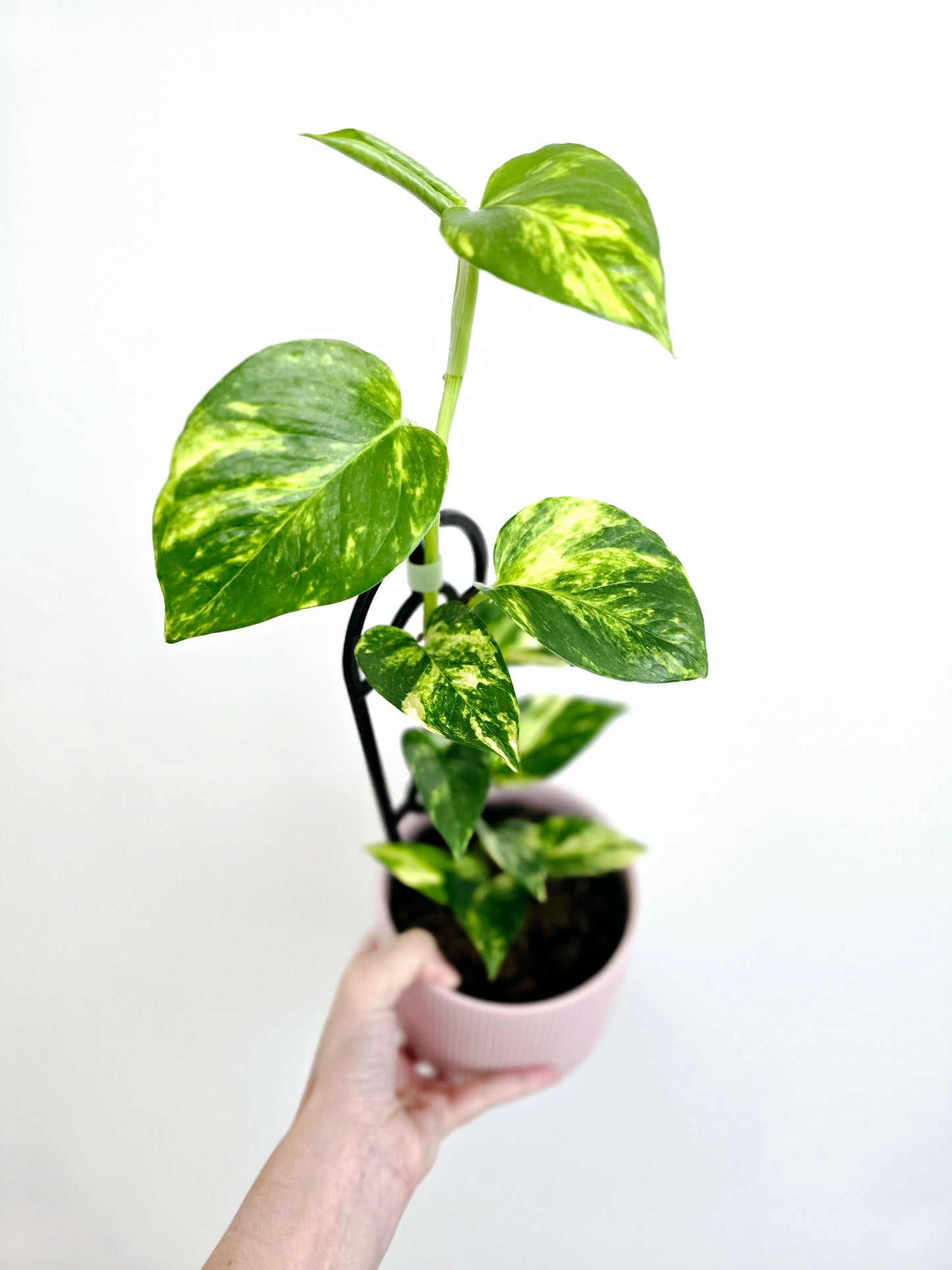 Epipremnum Aureum 'Devils Ivy' Ladder - 118mm