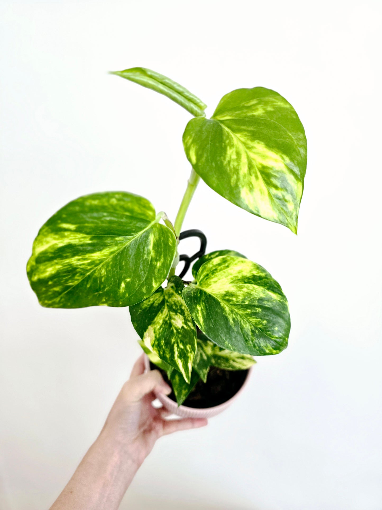 Epipremnum Aureum 'Devils Ivy' Ladder - 118mm