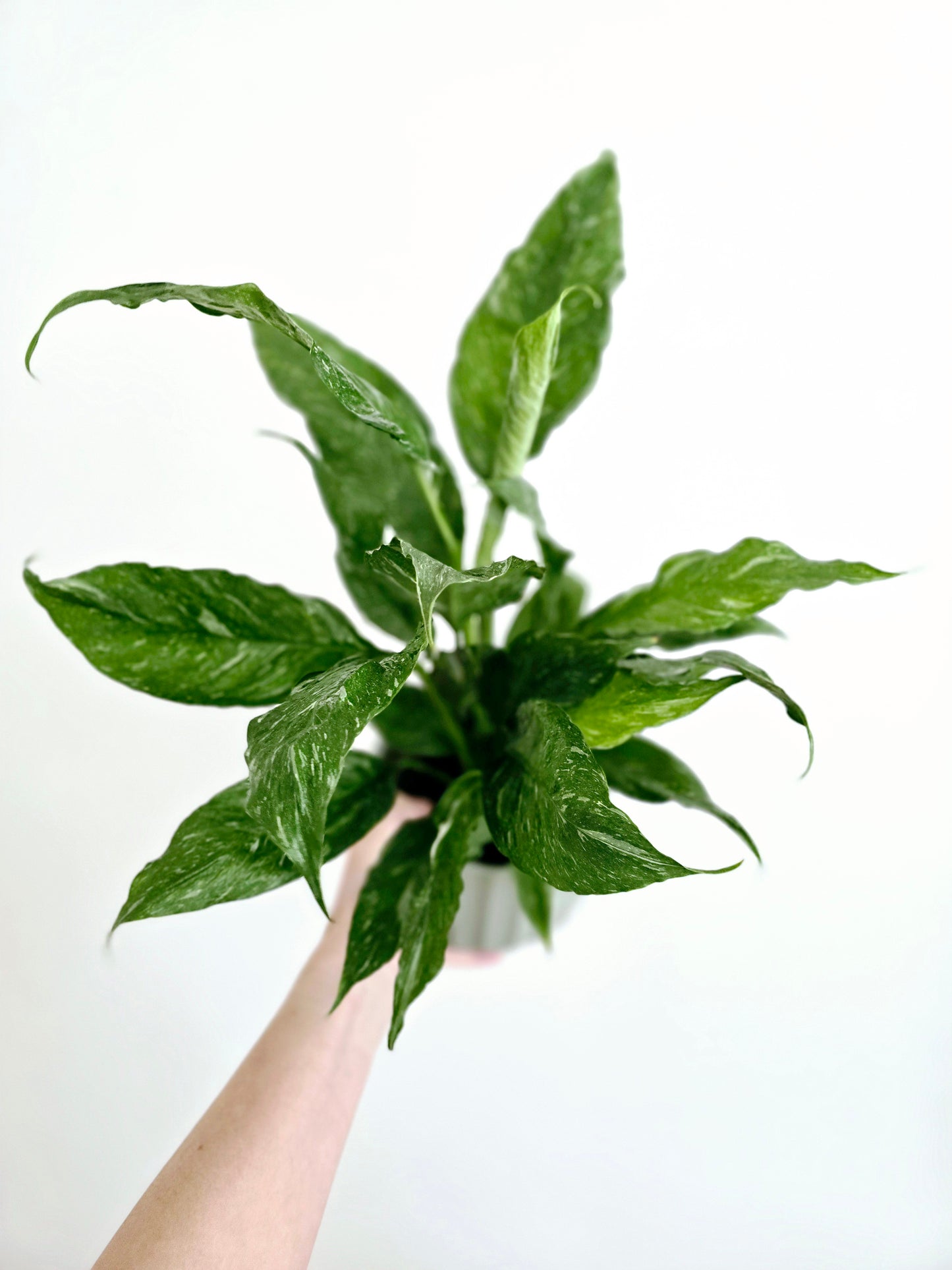 Spathiphyllum Floribundum 'Jet Diamond' - 125mm