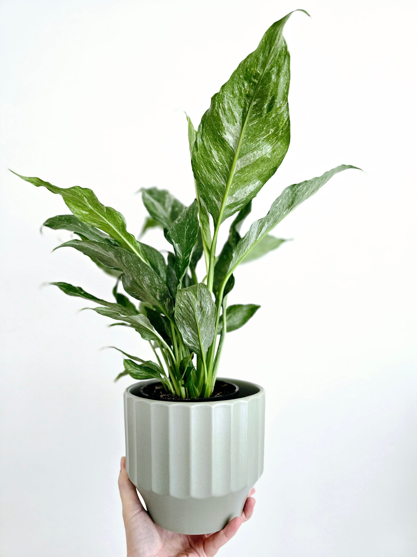 Spathiphyllum Floribundum 'Jet Diamond' - 125mm
