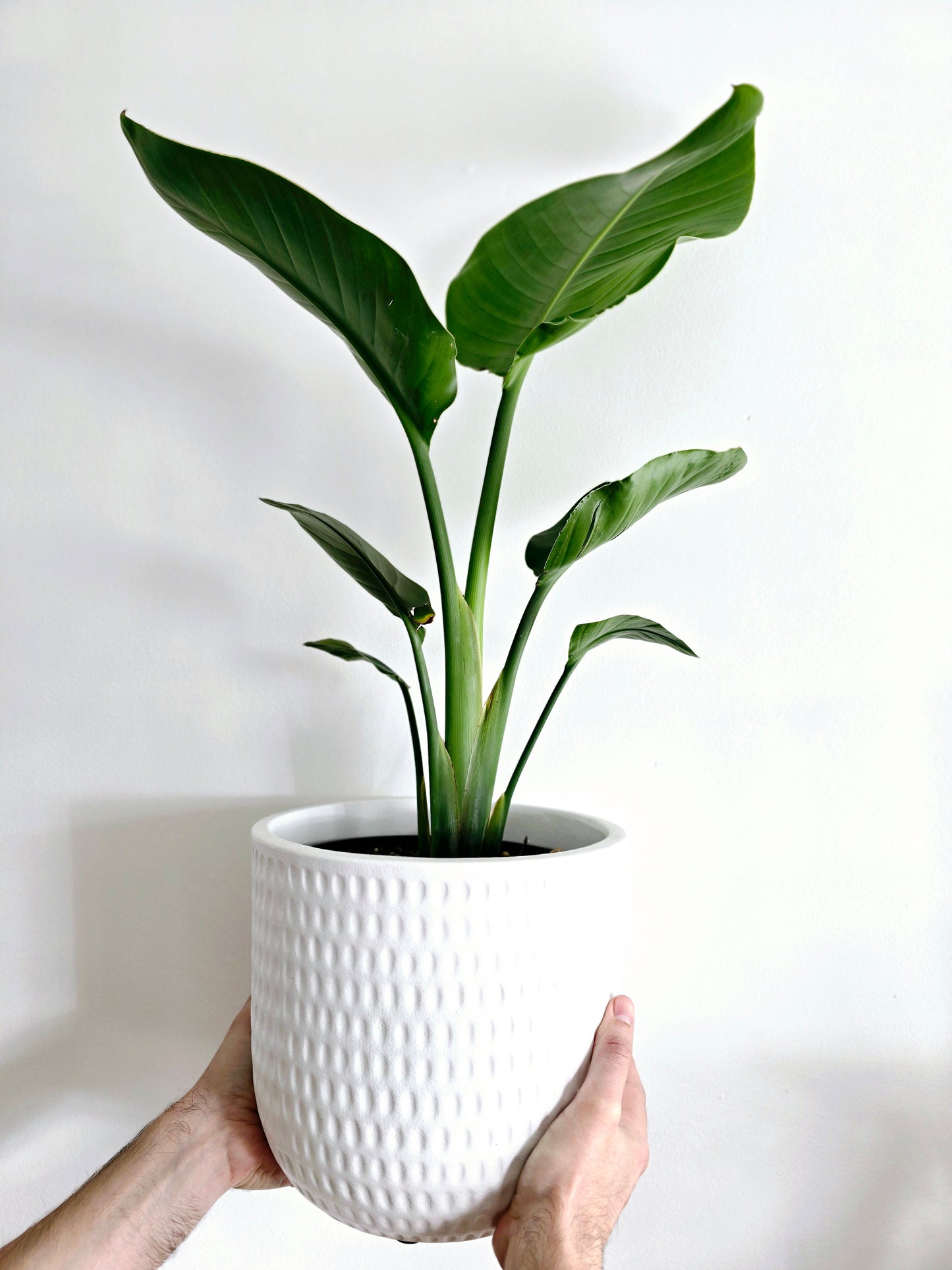 Strelitzia Nicolai 'Giant Bird of Paradise' - 200mm