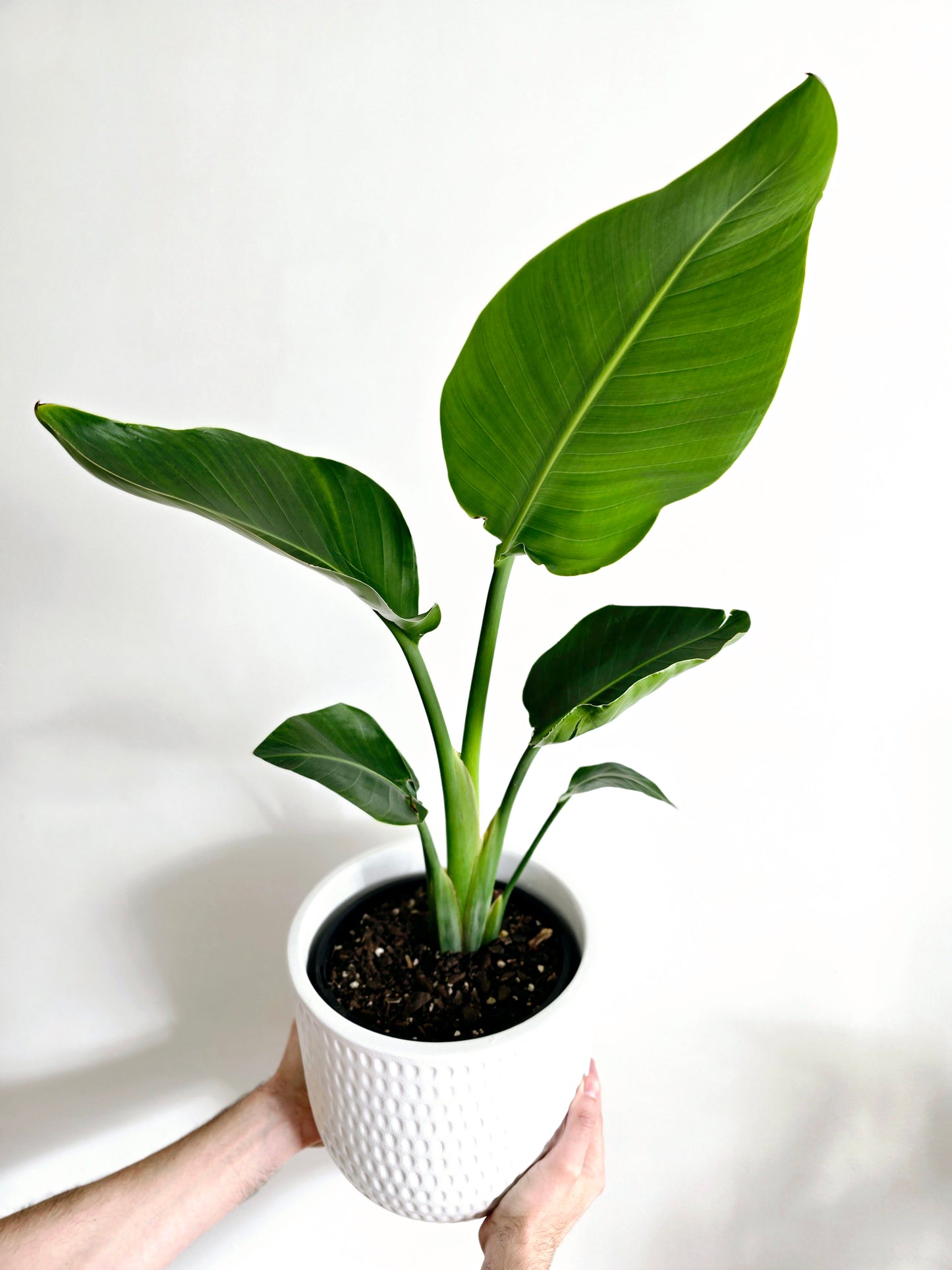 Strelitzia Nicolai 'Giant Bird of Paradise' - 200mm