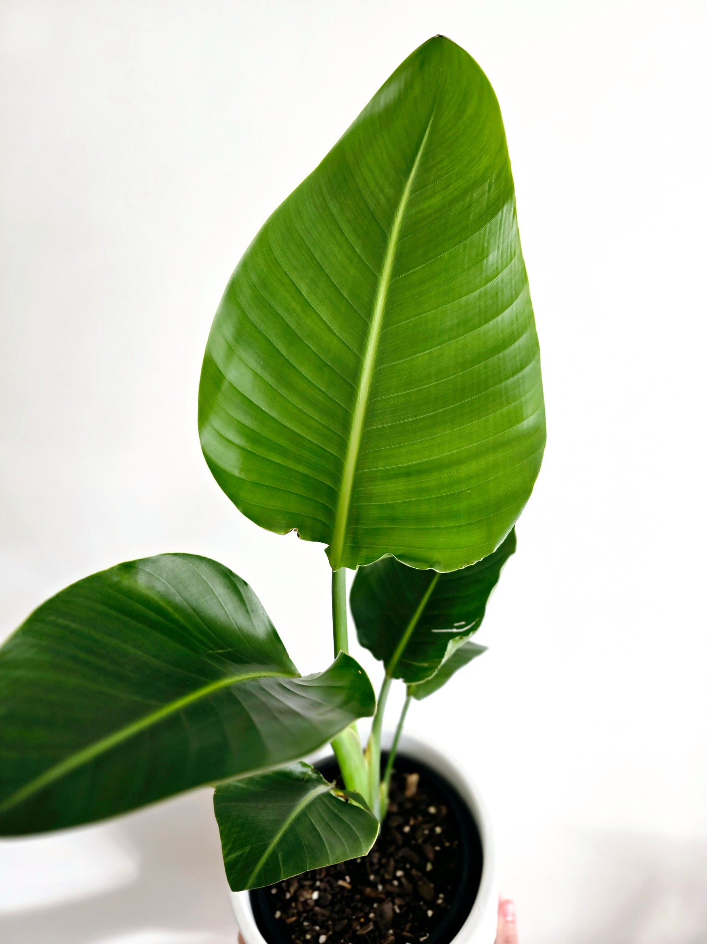 Strelitzia Nicolai 'Giant Bird of Paradise' - 200mm