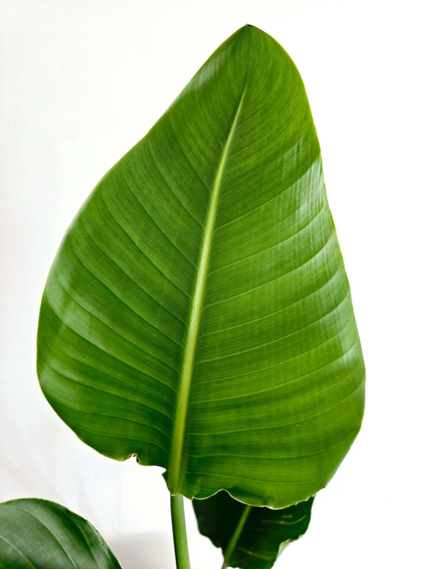Strelitzia Nicolai 'Giant Bird of Paradise' - 200mm