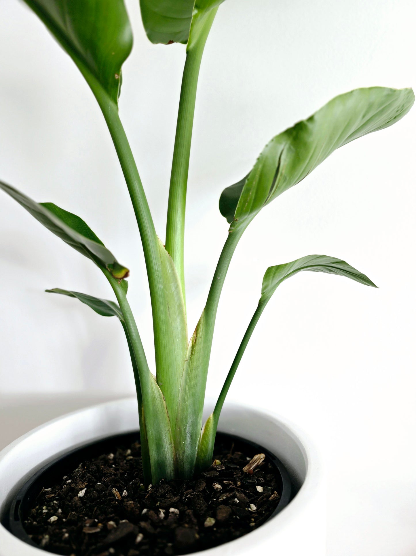 Strelitzia Nicolai 'Giant Bird of Paradise' - 200mm