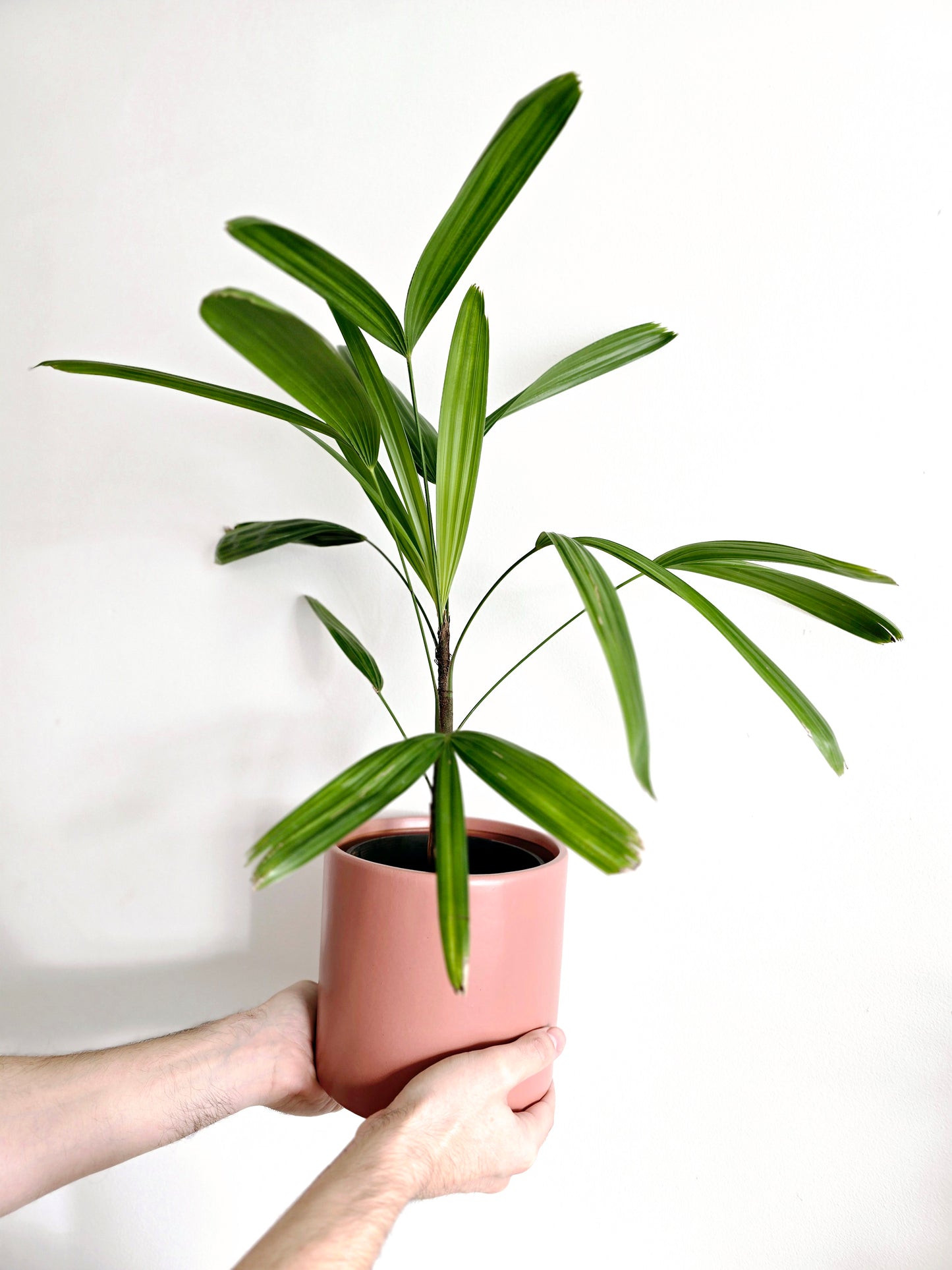 Rhapis Excelsa 'Lady Palm' - 140mm