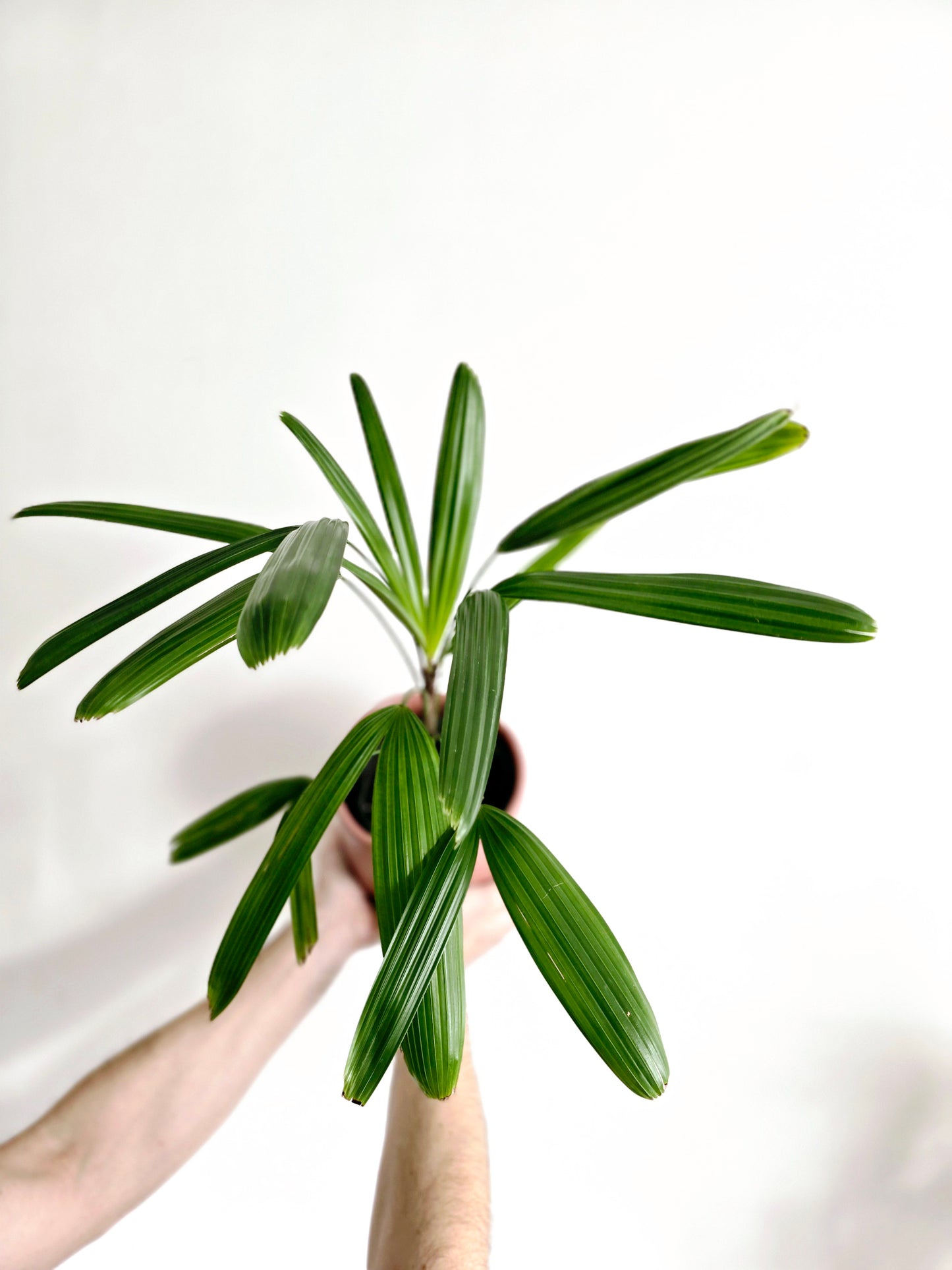 Rhapis Excelsa 'Lady Palm' - 140mm