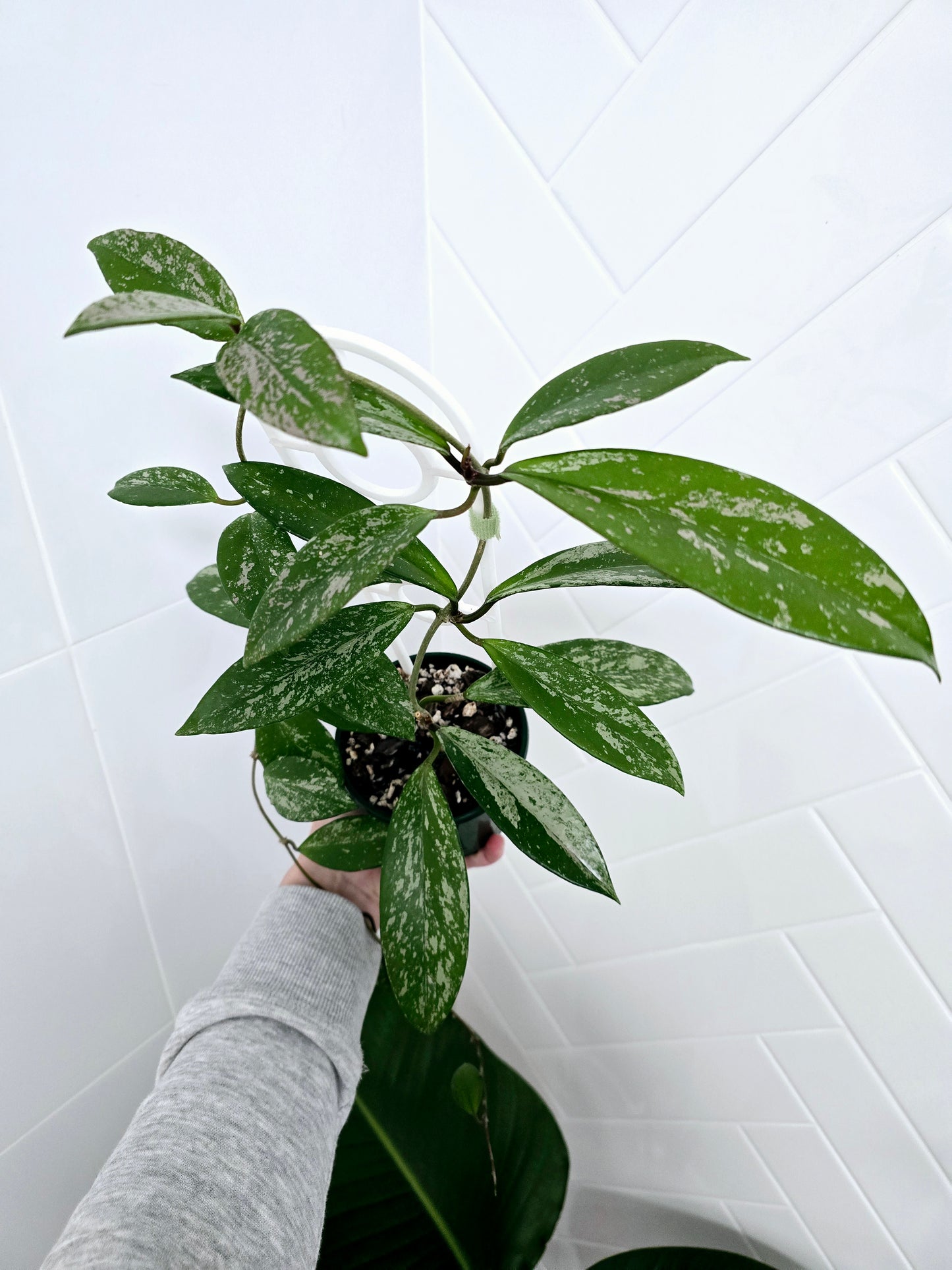 Hoya 'Silver Splash' Ladder - 100mm