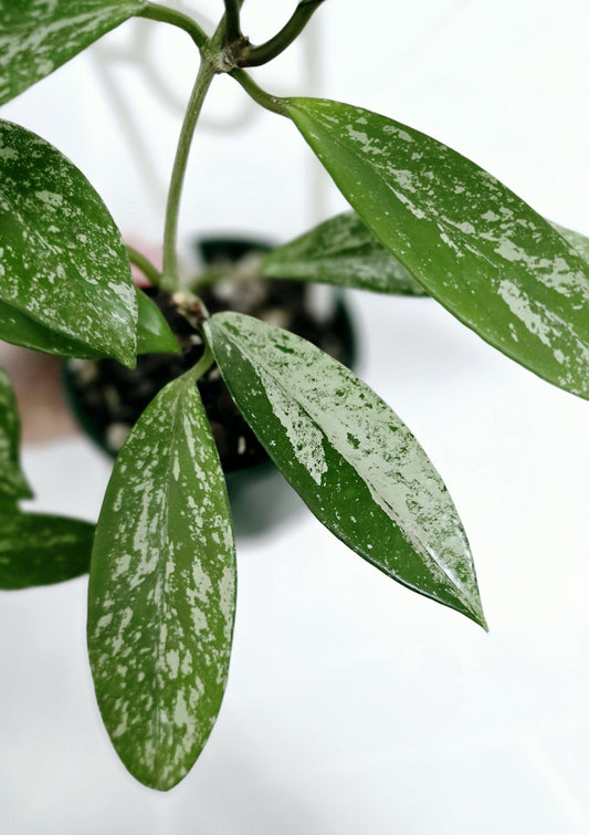 Hoya 'Silver Splash' Ladder - 100mm