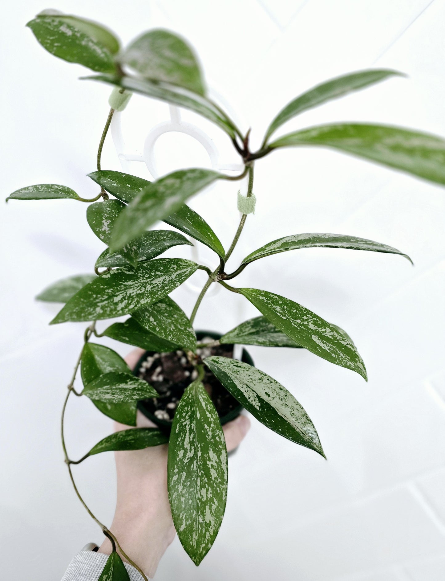 Hoya 'Silver Splash' Ladder - 100mm