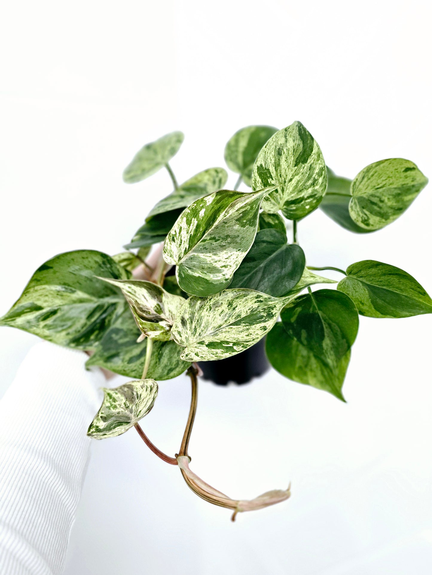 Philodendron Hederaceum 'Variegated Heart Leaf' - 100mm
