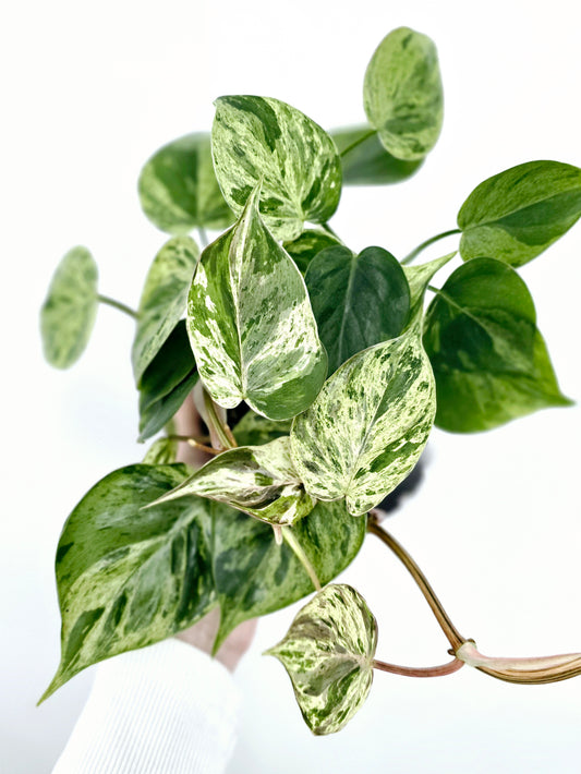 Philodendron Hederaceum 'Variegated Heart Leaf' - 100mm