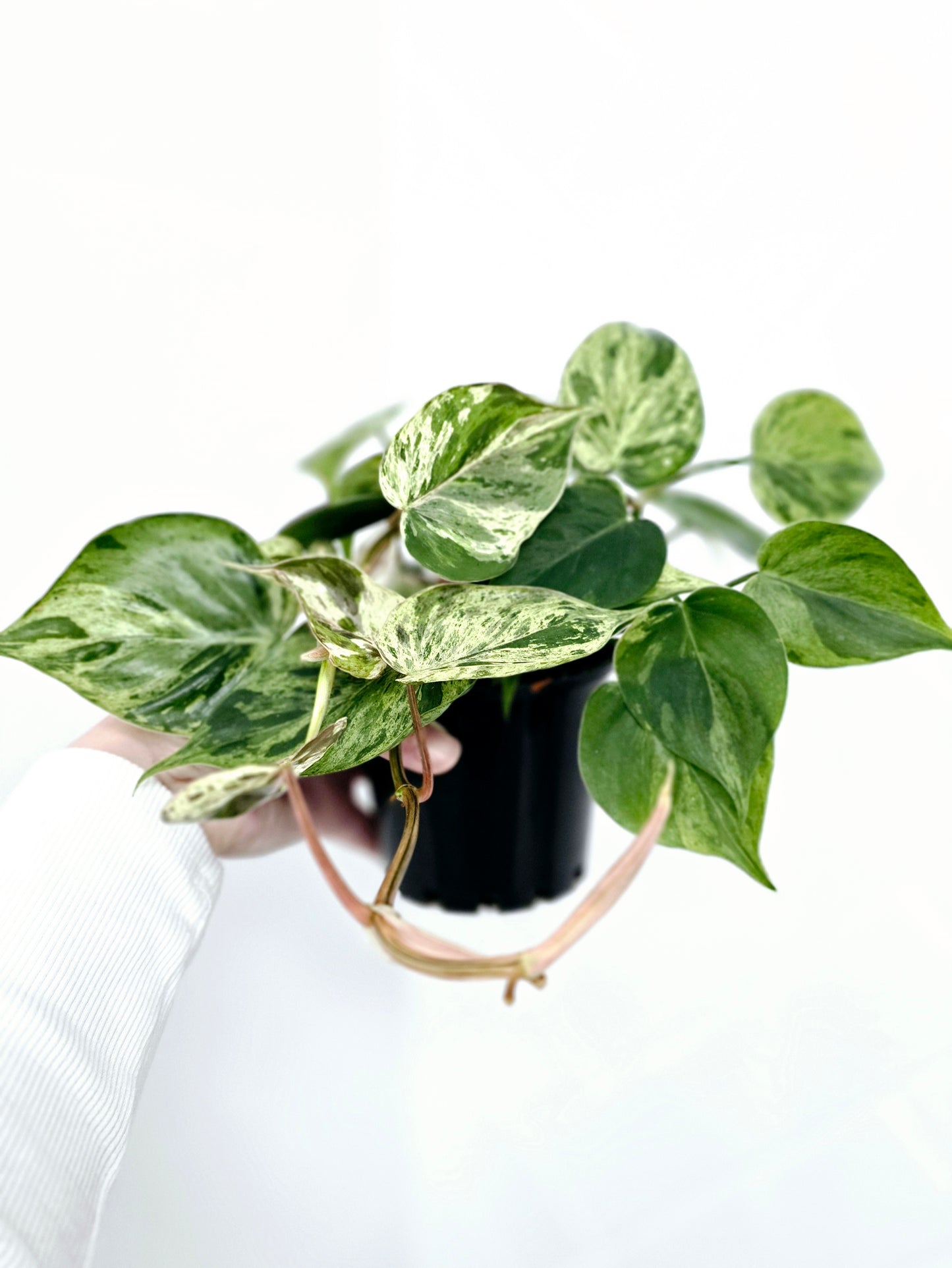 Philodendron Hederaceum 'Variegated Heart Leaf' - 100mm