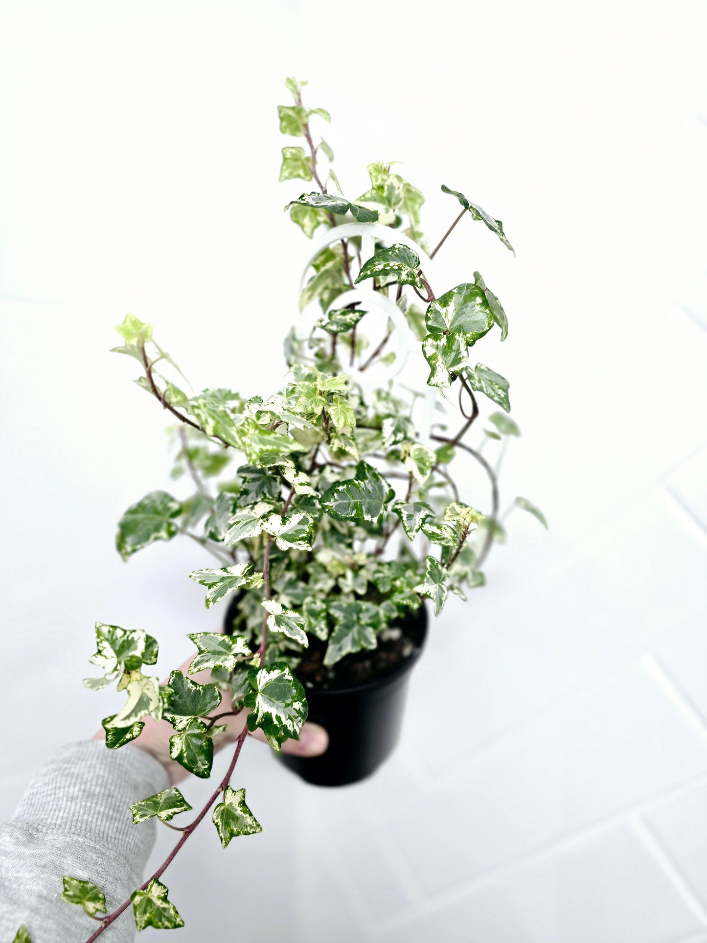 Hedera Helix 'Variegated Ivy' - 118mm