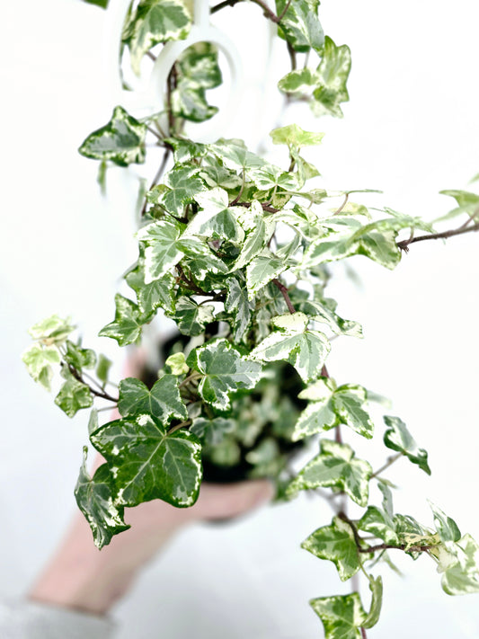 Hedera Helix 'Variegated Ivy' - 118mm