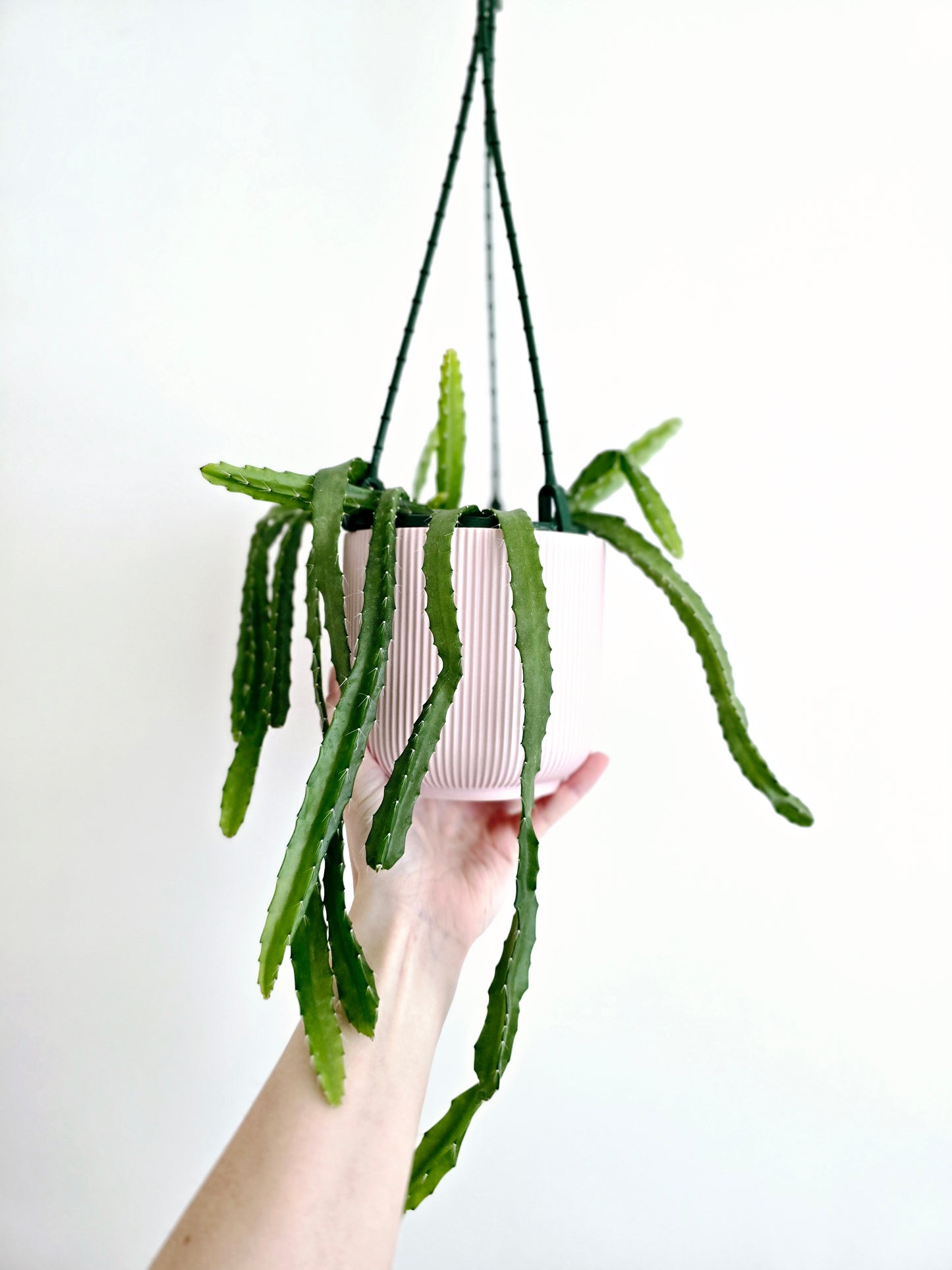 Rhipsalis 'Monacantha' Hanging Basket - 130mm