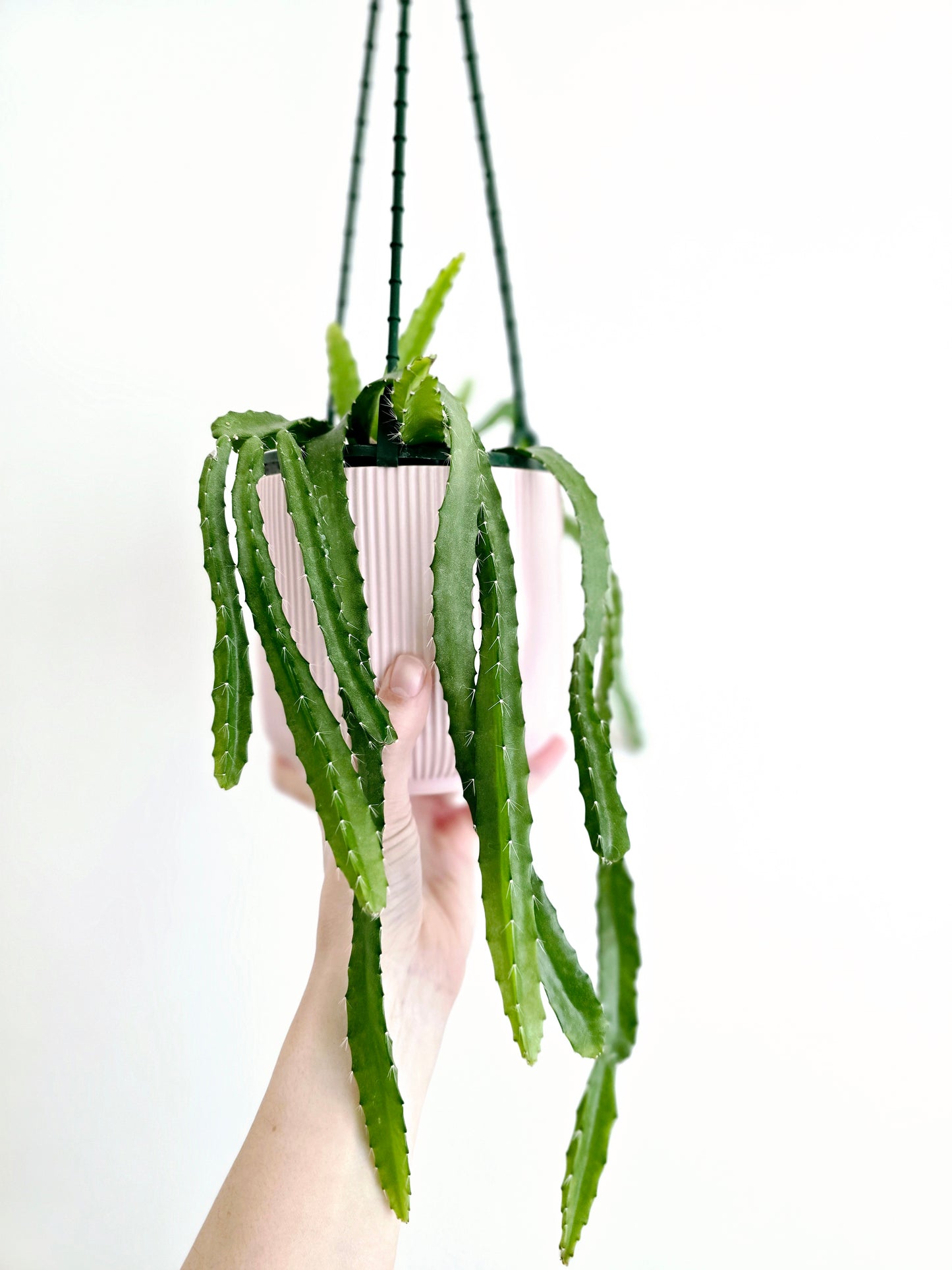 Rhipsalis 'Monacantha' Hanging Basket - 130mm