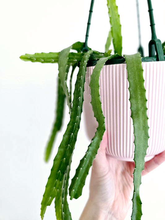 Rhipsalis 'Monacantha' Hanging Basket - 130mm