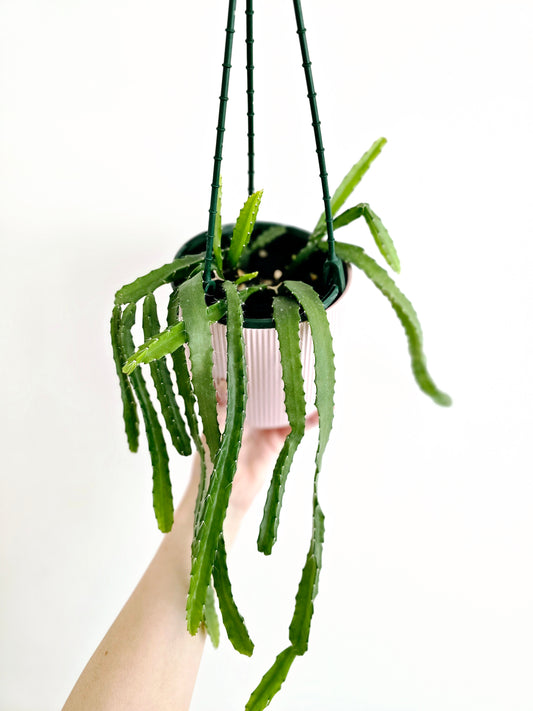 Rhipsalis 'Monacantha' Hanging Basket - 130mm
