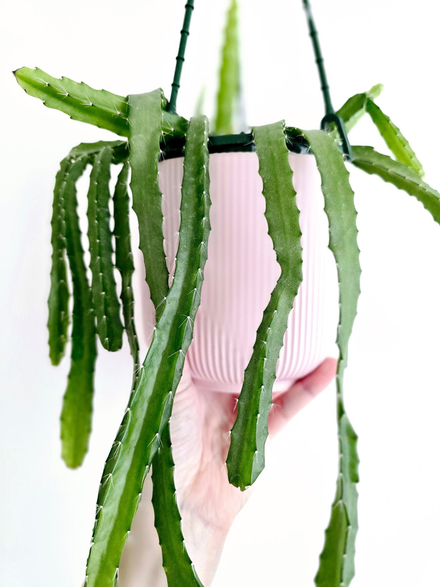 Rhipsalis 'Monacantha' Hanging Basket - 130mm